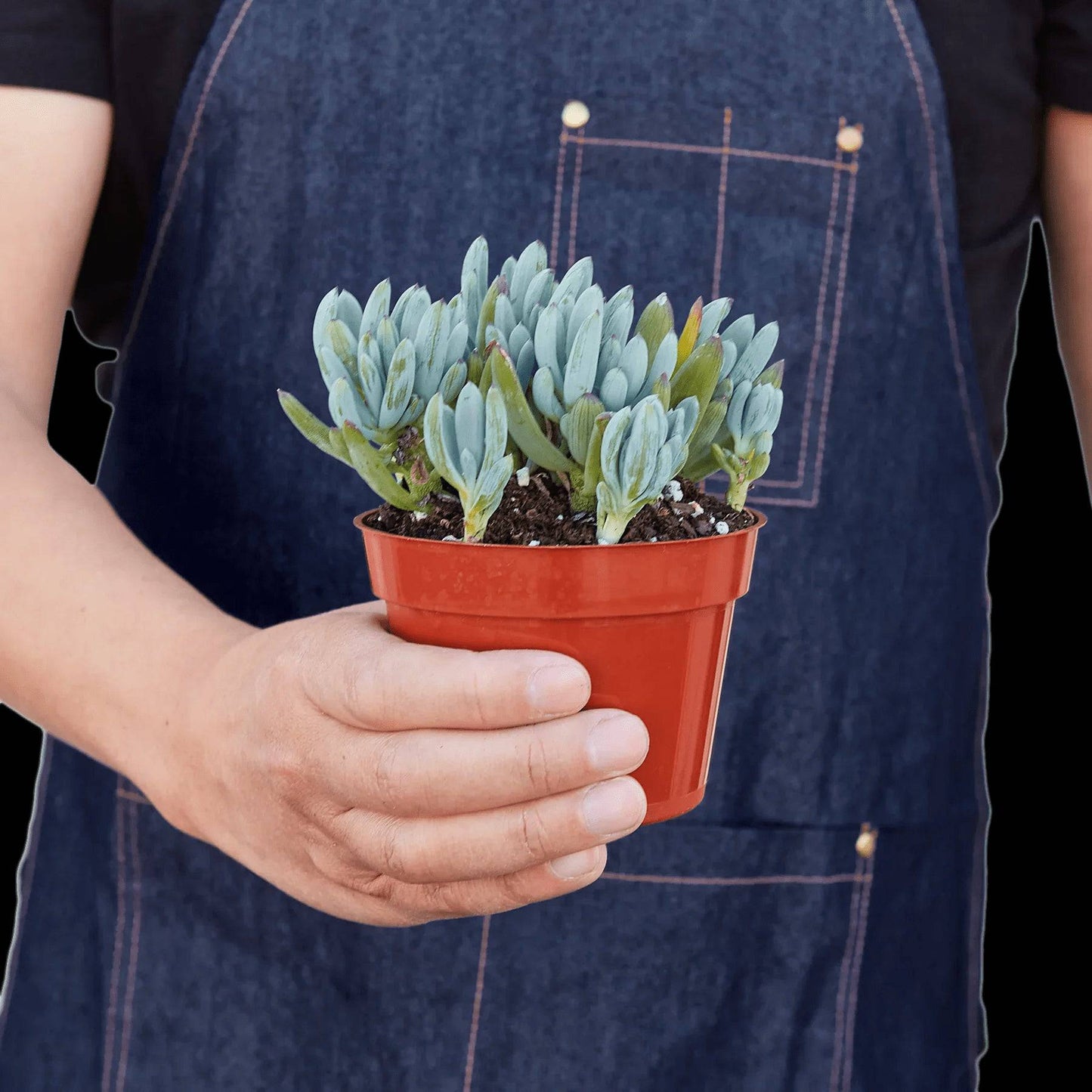 Blue Chalk Stick - Plantonio