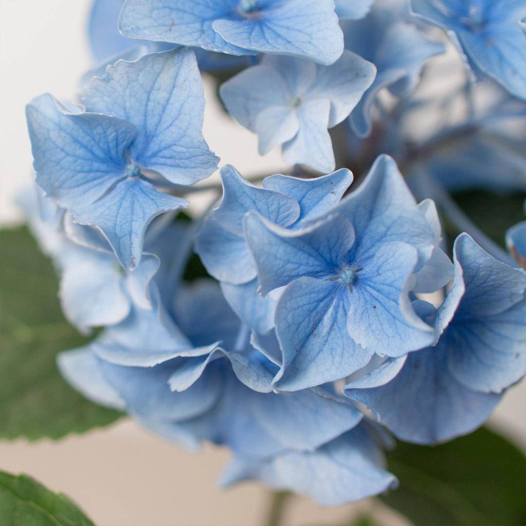 Blue Hydrangea - Plantonio