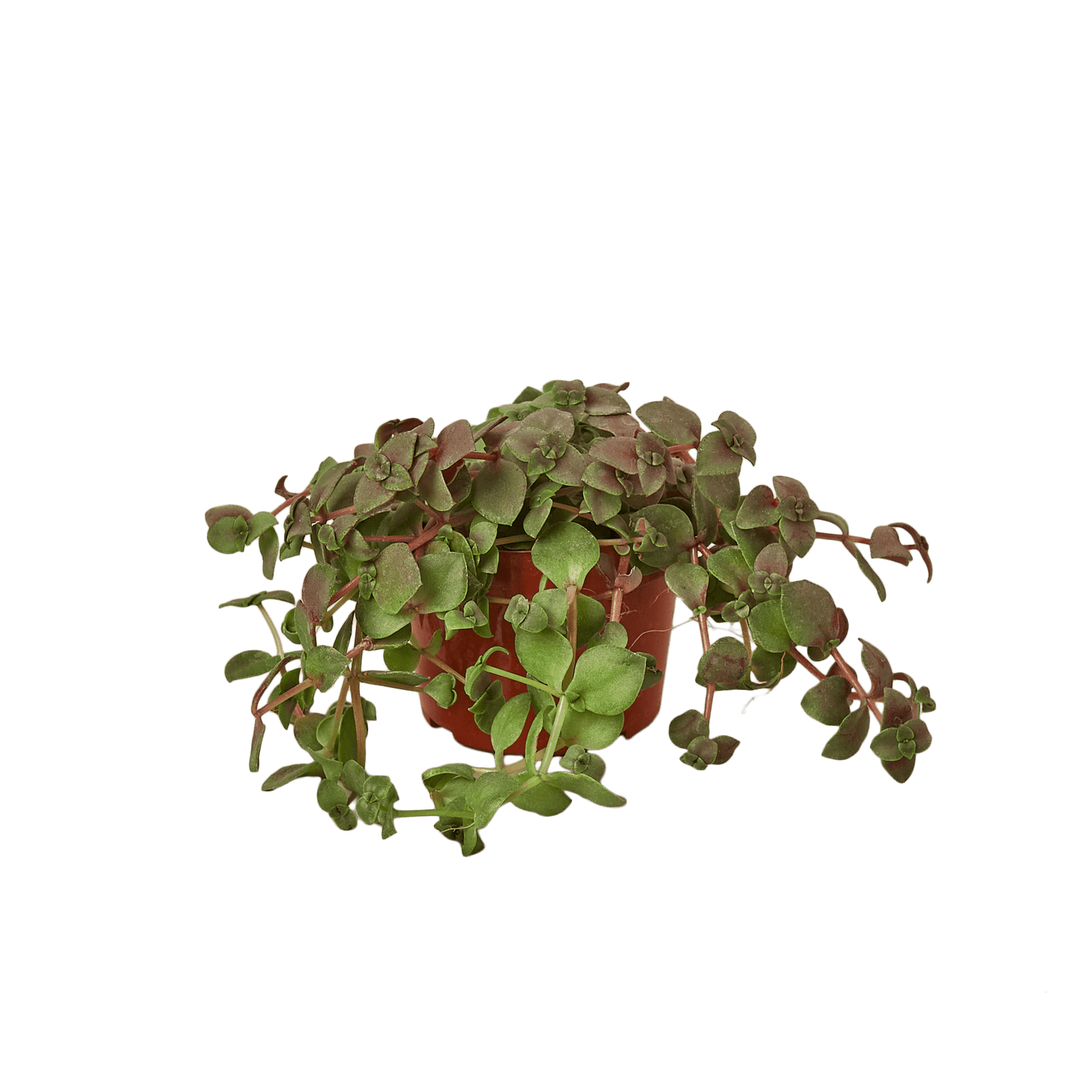 Bolivian Wandering Dude - Plantonio