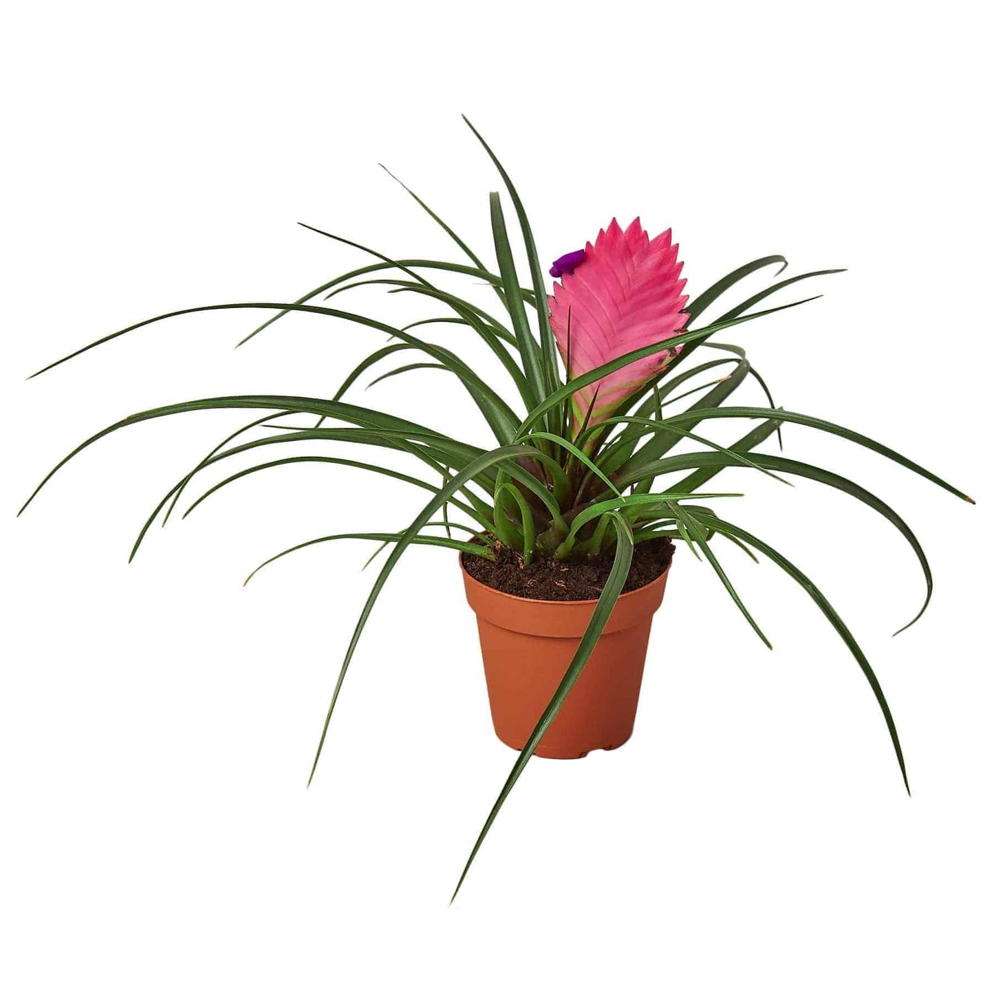 Bromeliad Cyanea 'Pink Quill' - Plantonio