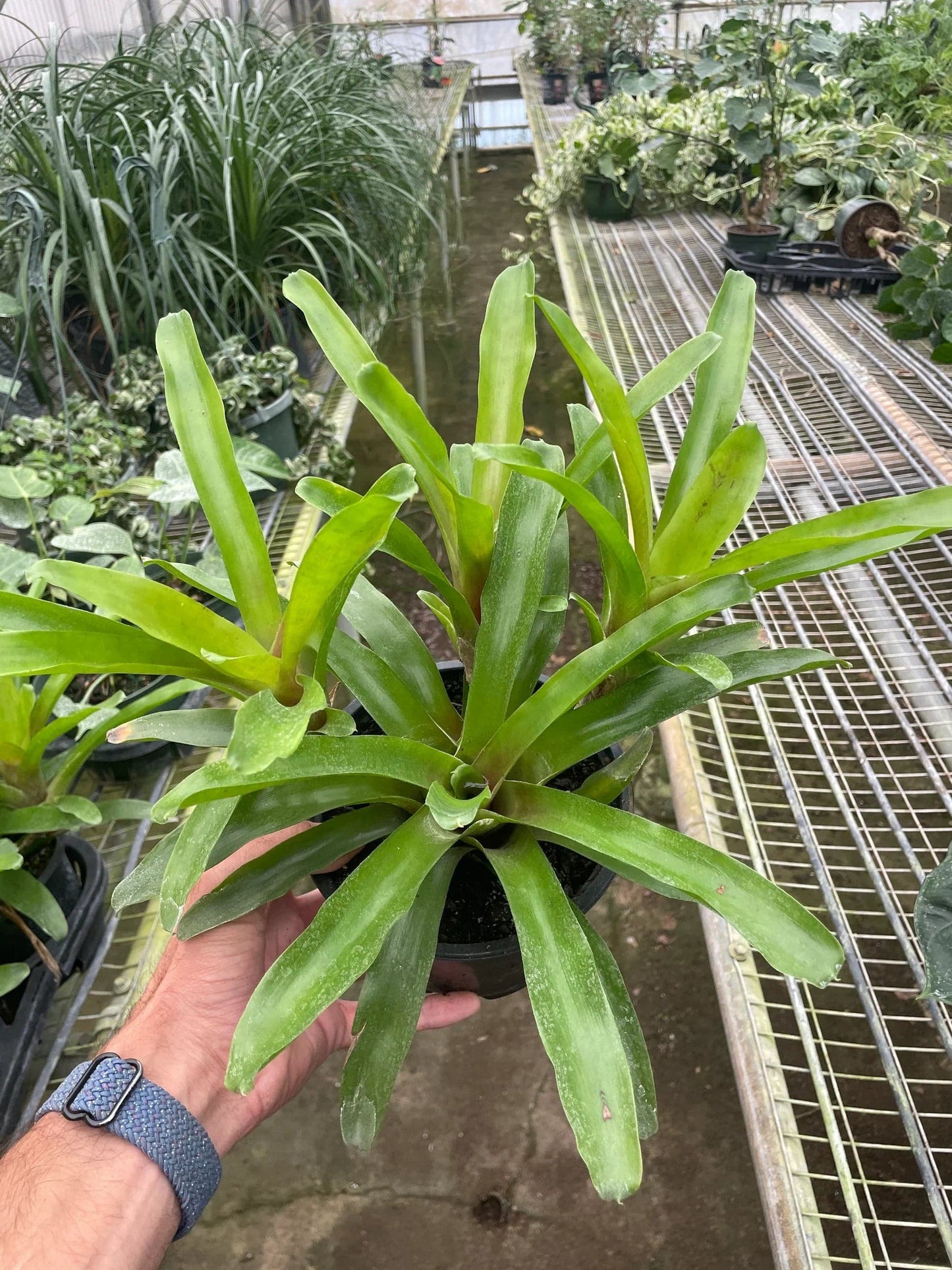 Bromeliad 'Fireball' - Plantonio