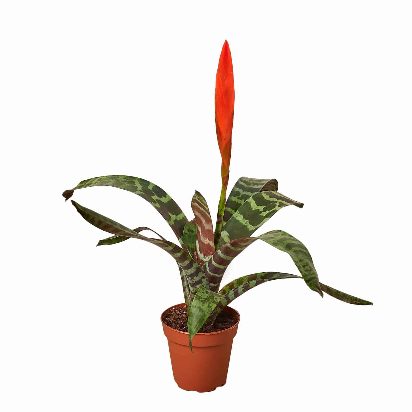 Bromeliad Vriesea 'Splenriet' - Plantonio