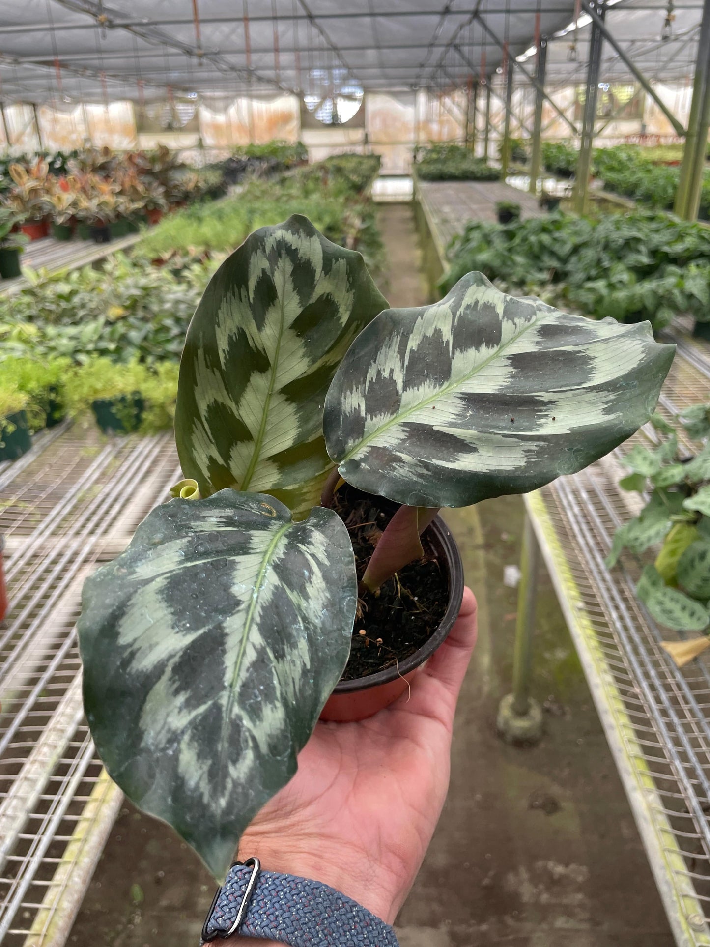 Calathea 'Kennedy' - Plantonio