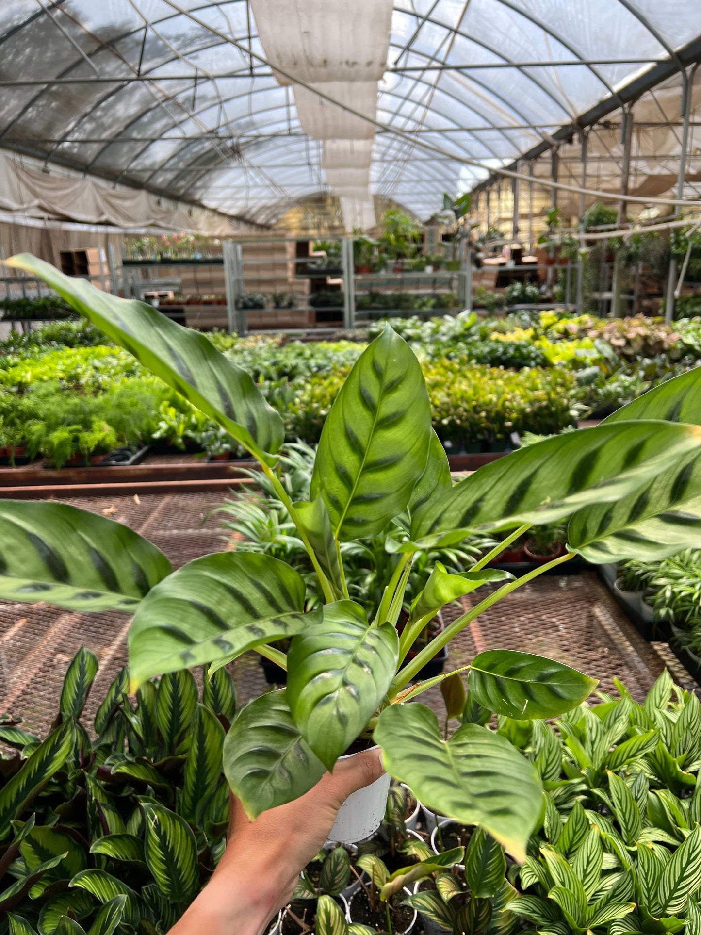 Calathea Leopardina - Plantonio