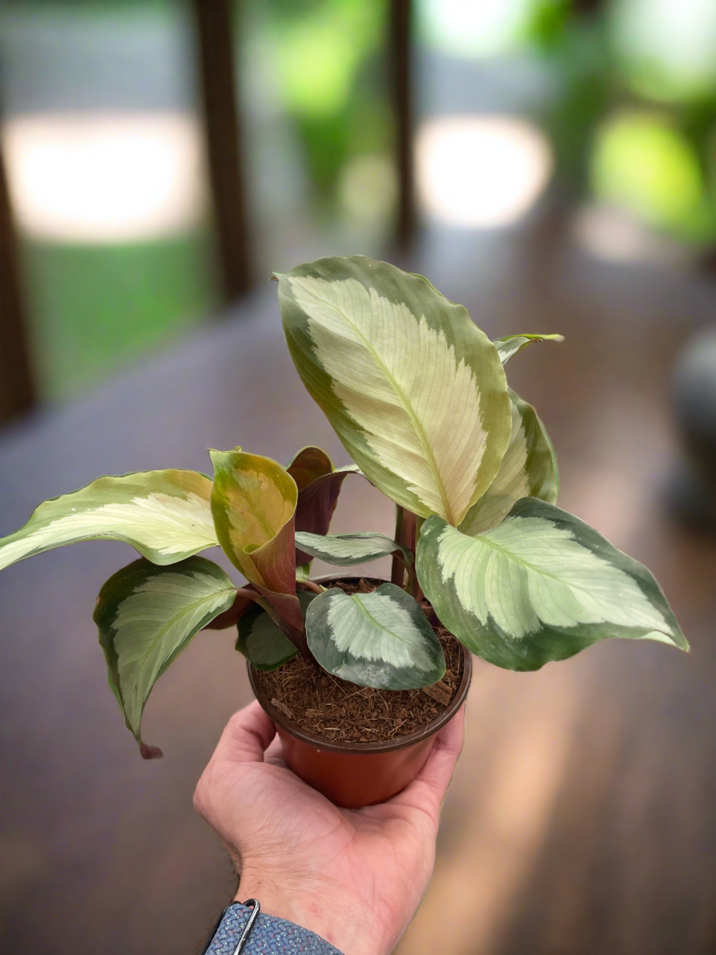 Calathea 'Picturata' - Plantonio
