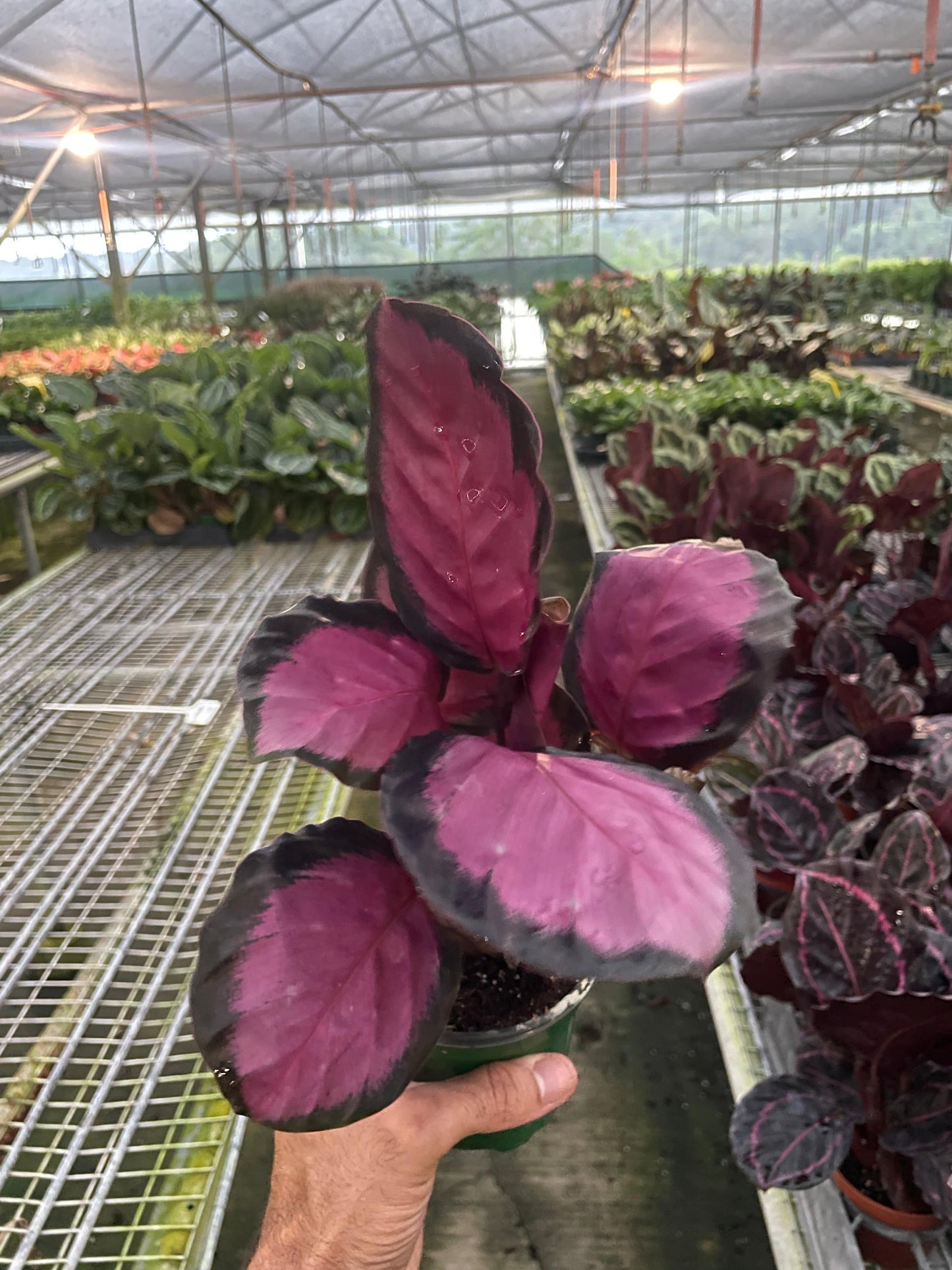 Calathea 'Purple Rose' - Plantonio