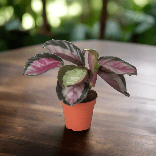 Calathea roseopicta 'Silvia' - Plantonio