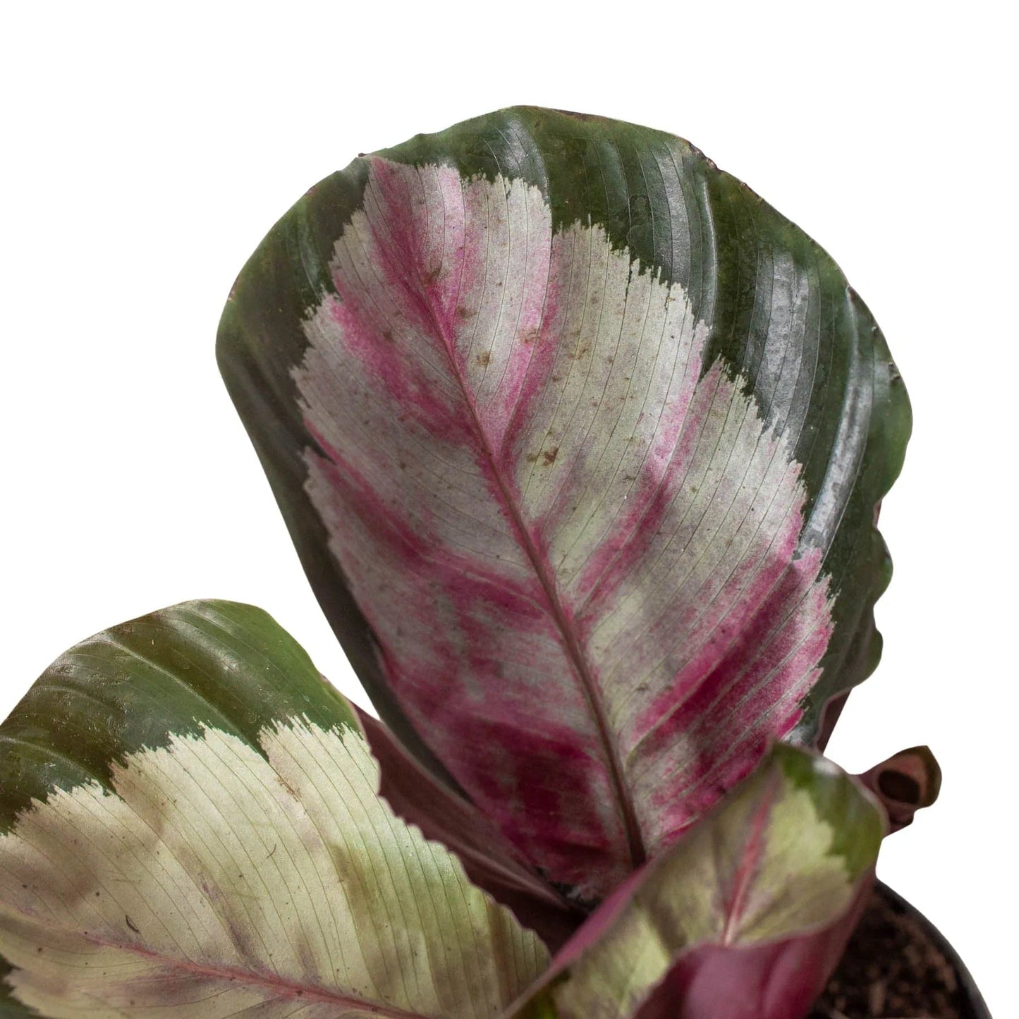 Calathea roseopicta 'Silvia' - Plantonio