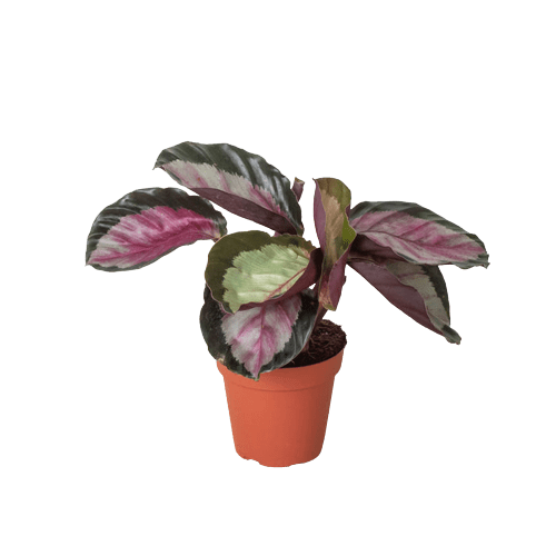 Calathea roseopicta 'Silvia' - Plantonio