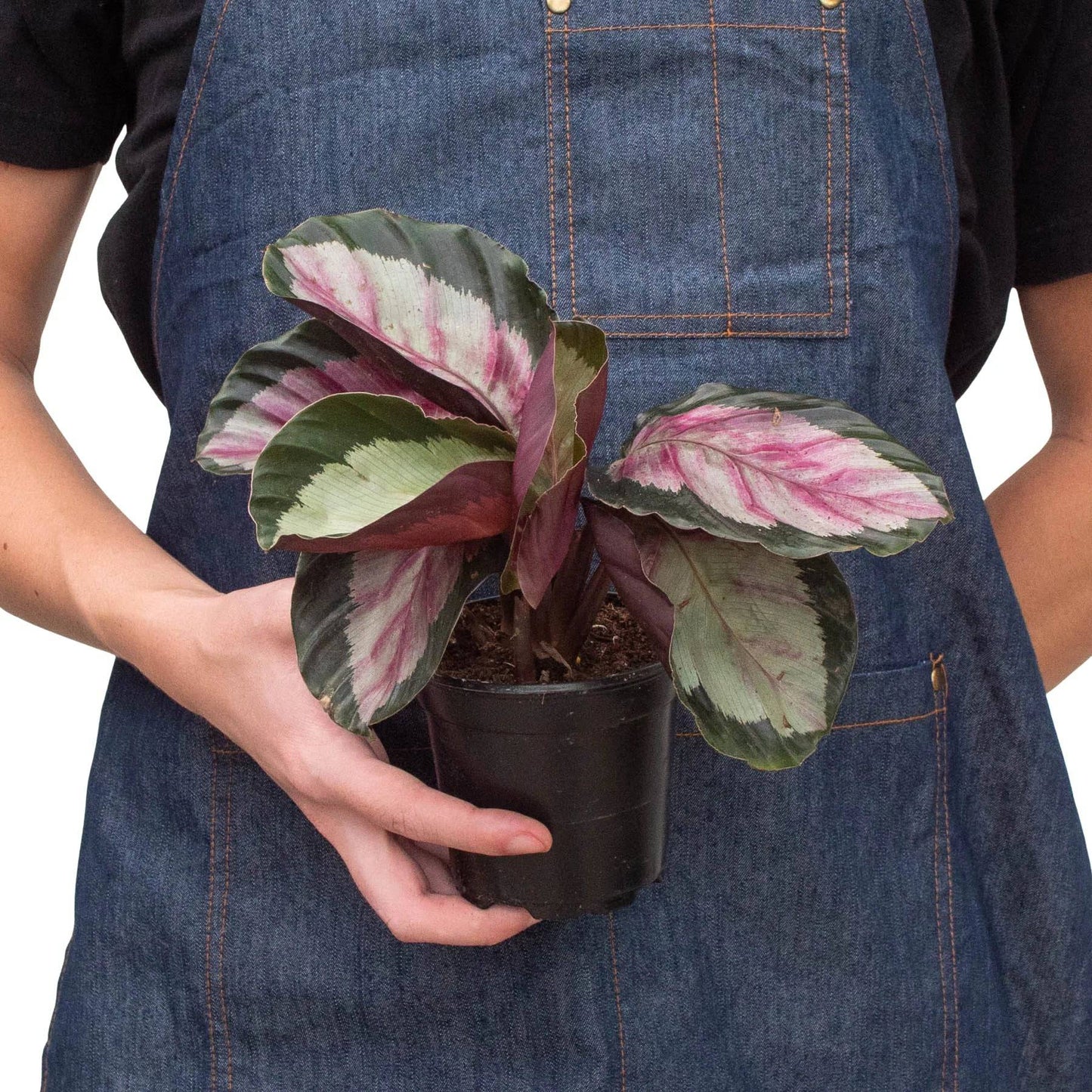Calathea roseopicta 'Silvia' - Plantonio