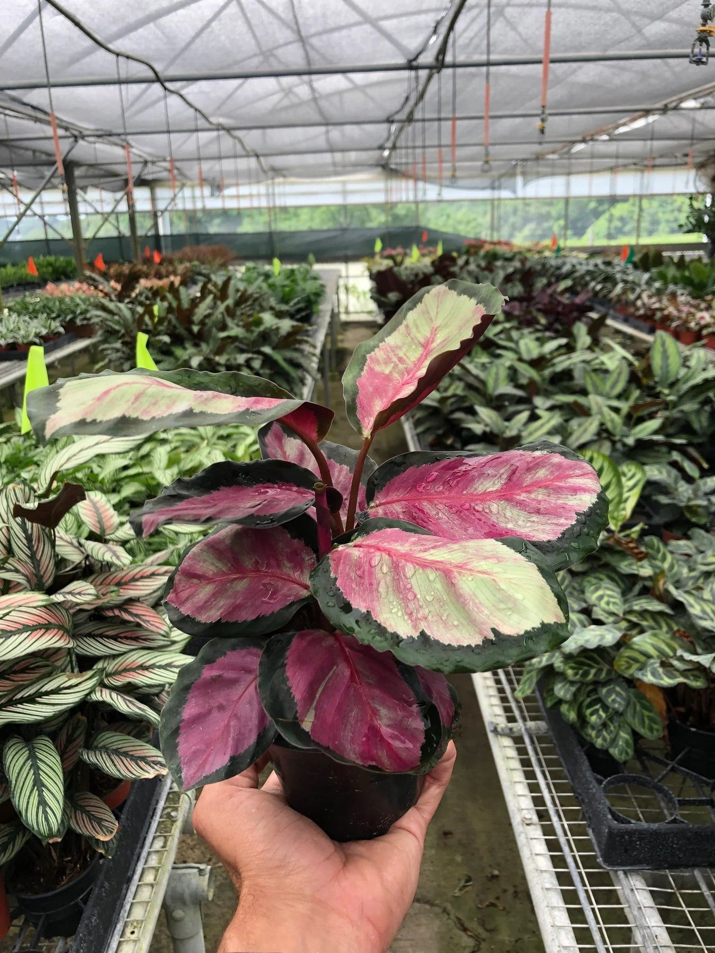 Calathea roseopicta 'Silvia' - Plantonio