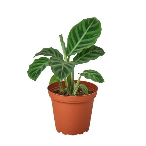 Calathea 'Zebrina' - 4" Pot - Plantonio