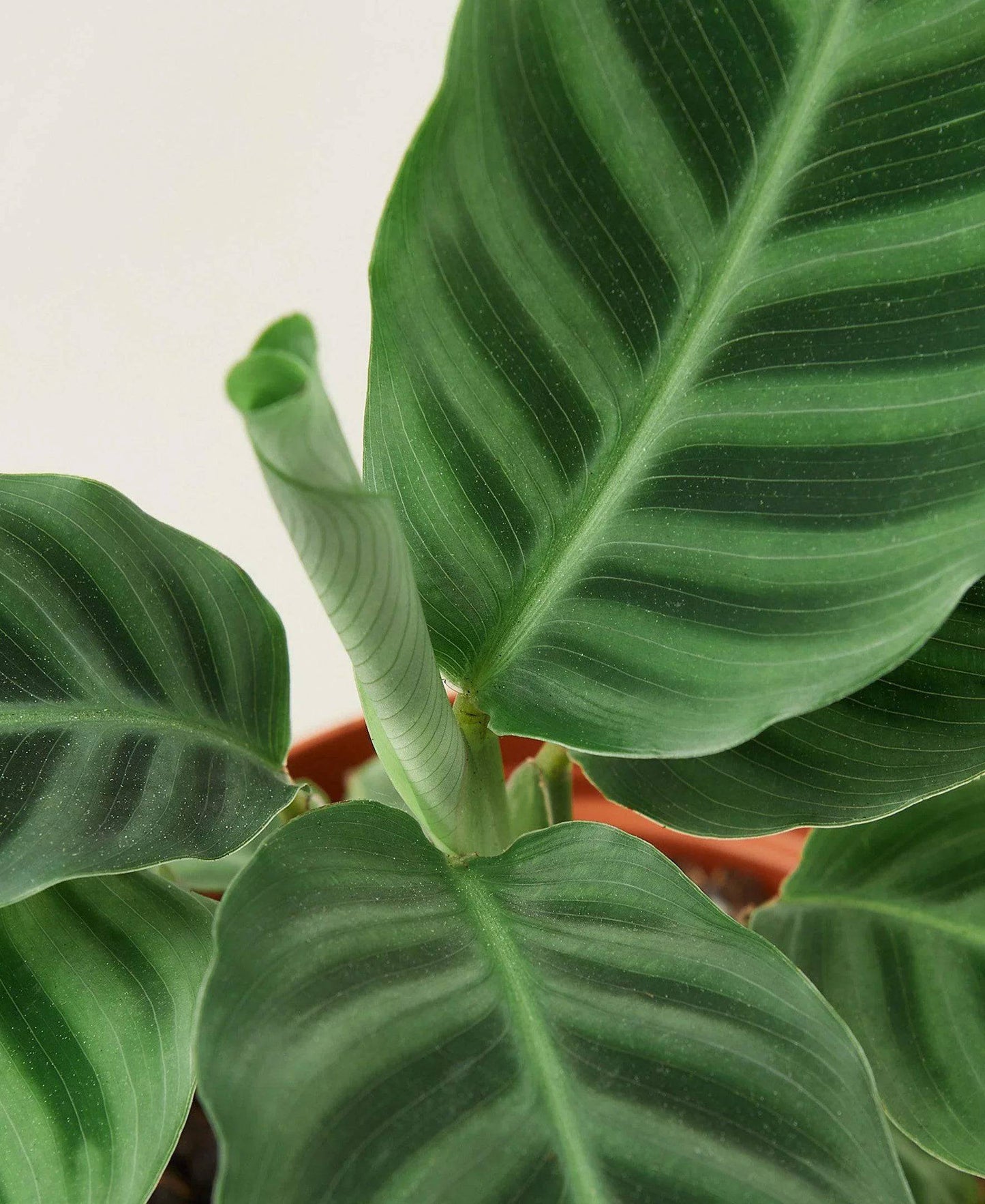 Calathea 'Zebrina' - 4" Pot - Plantonio