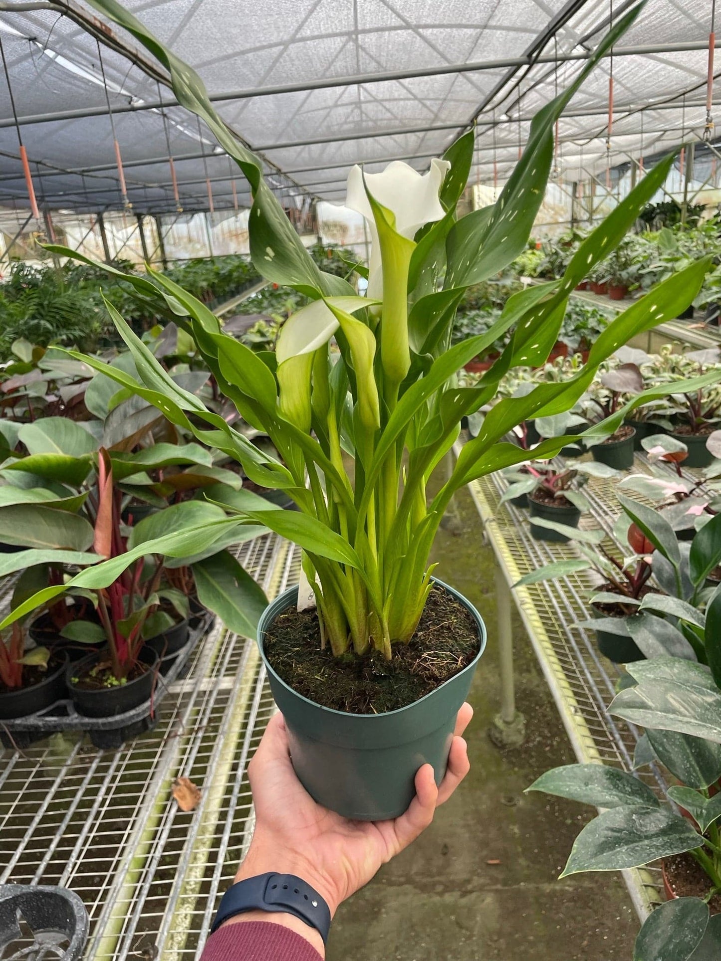 Calla Lily - Plantonio