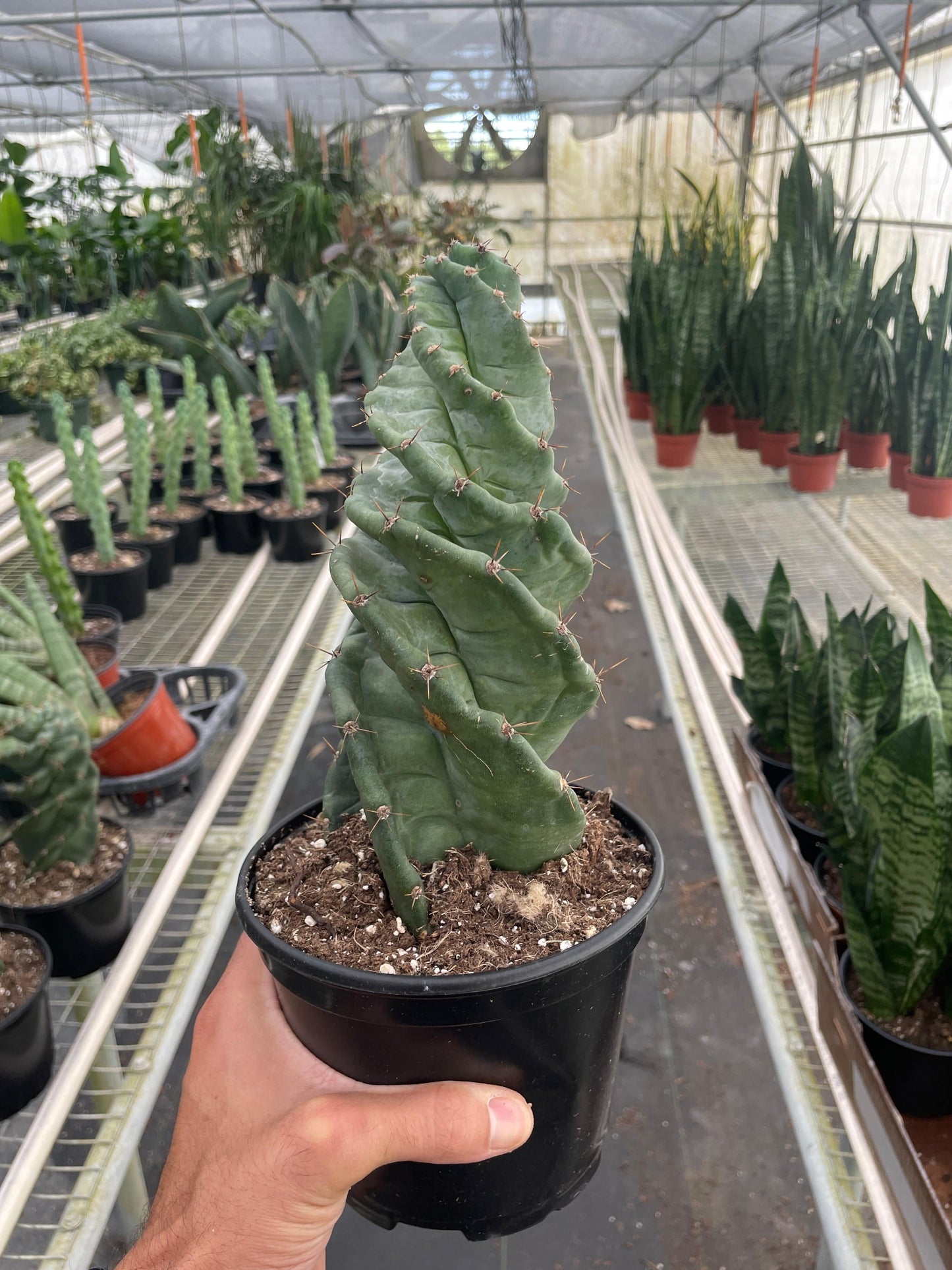 Cereus forbesii 'Spiralis' - Plantonio