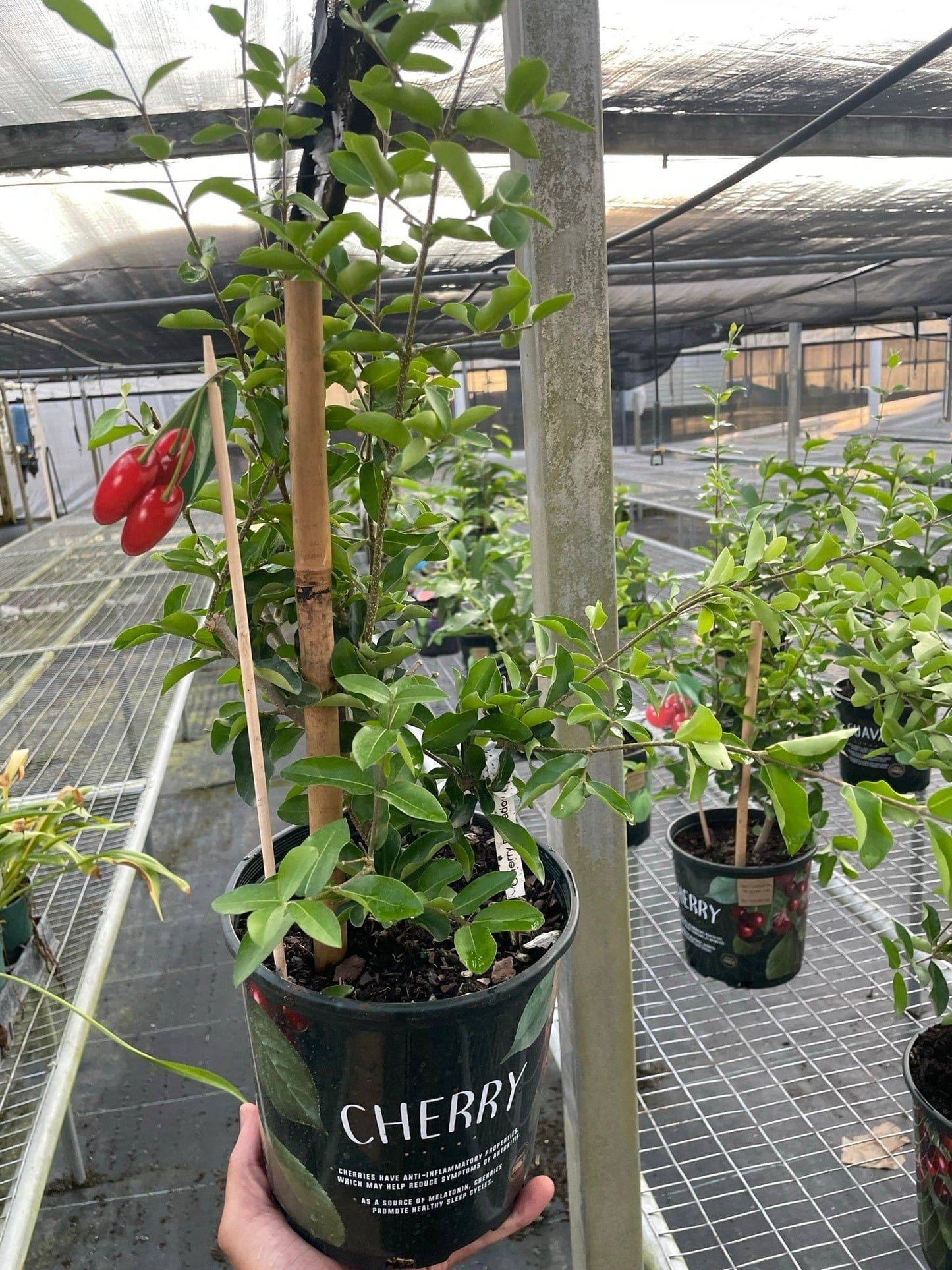 Cherry Tree - Plantonio