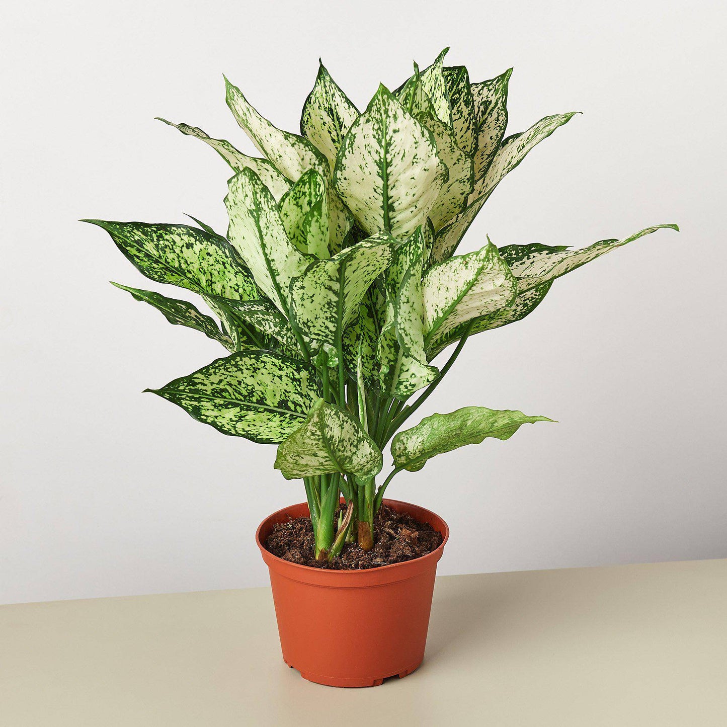 Chinese Evergreen 'First Diamond' - Plantonio