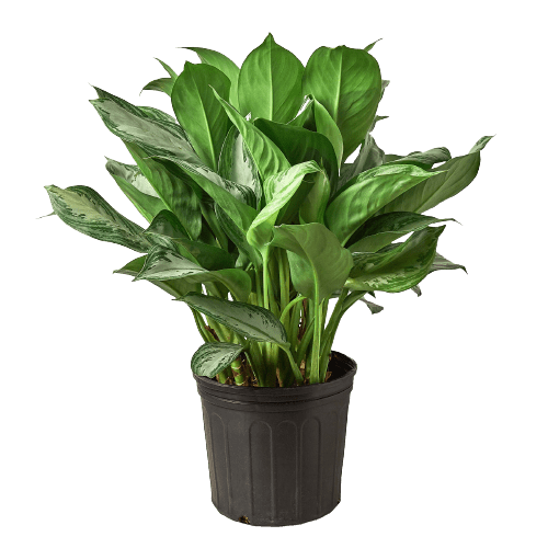 Chinese Evergreen 'Silver Bay' - 10" Pot - Plantonio