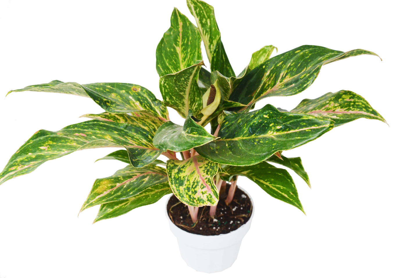 Chinese Evergreen 'Sparkling Sarah' - 6" Pot - Plantonio