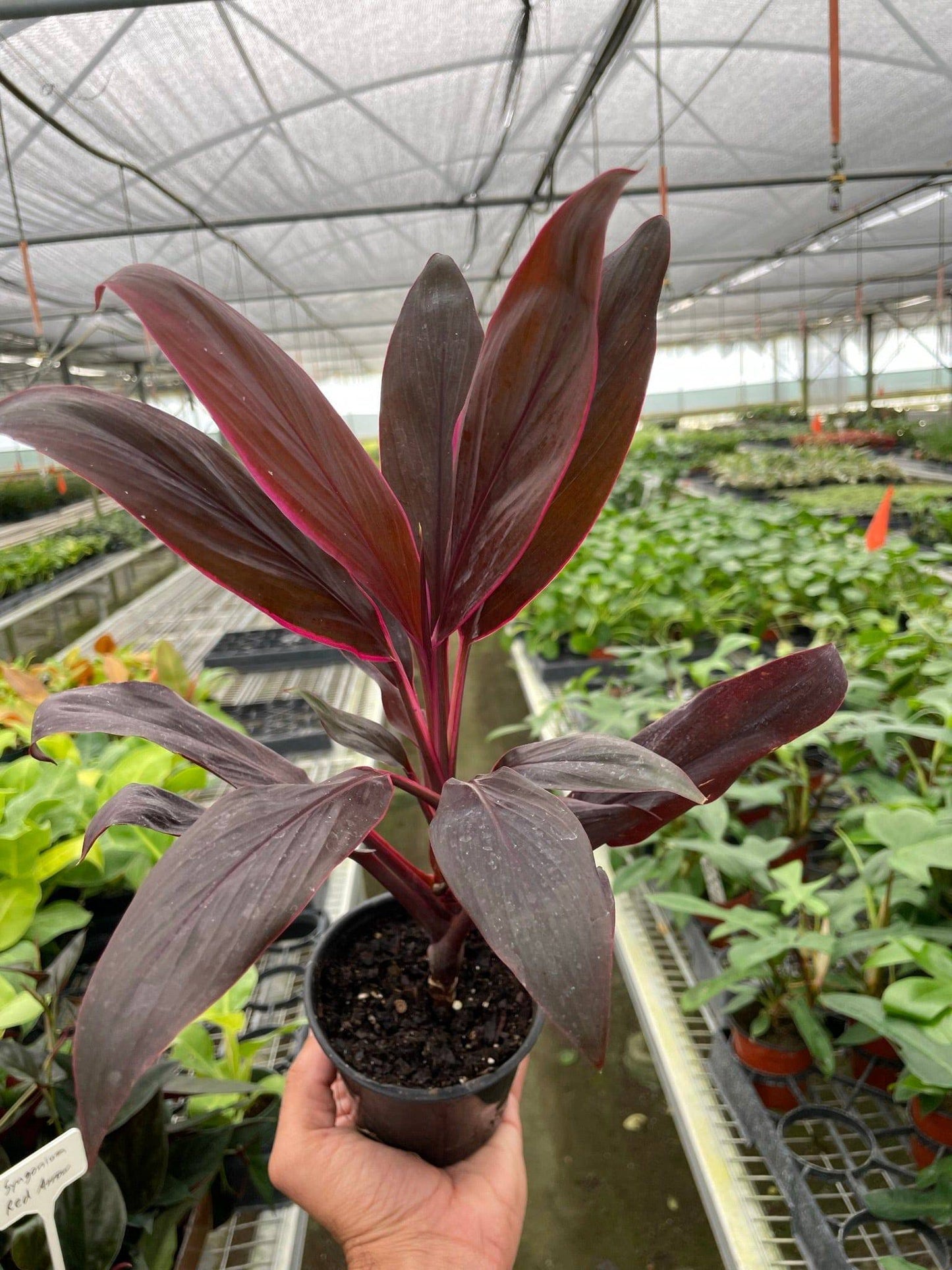 Cordyline 'Calypso Queen' - Plantonio