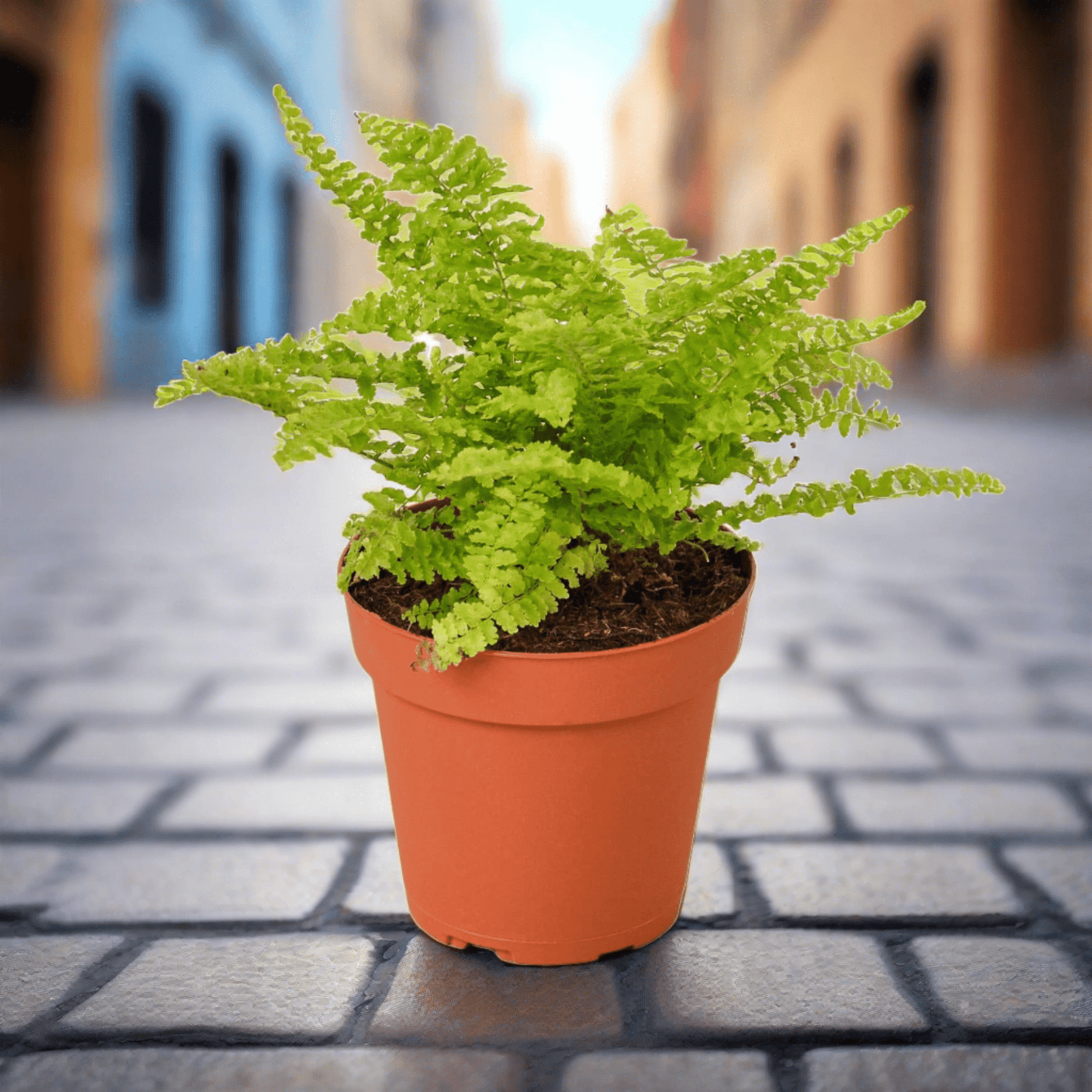 Cotton Candy Fern - Plantonio