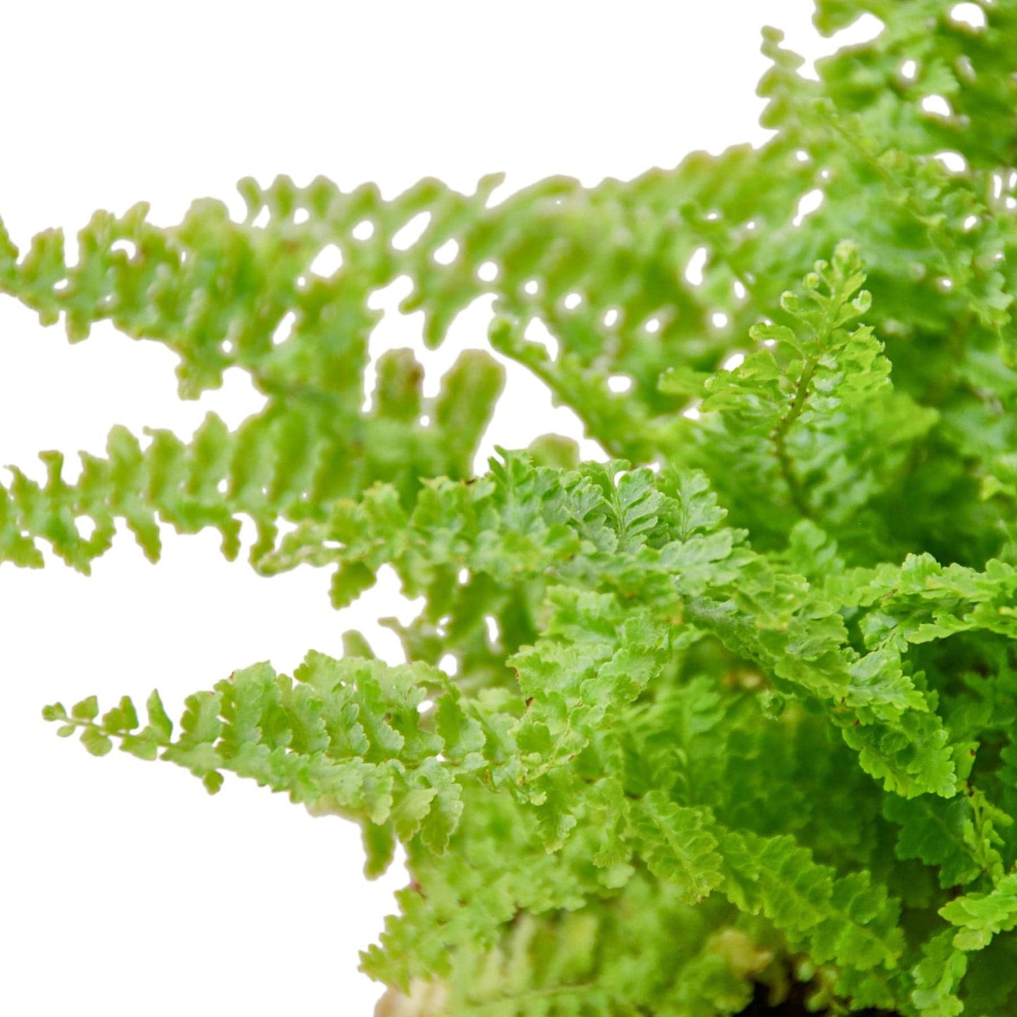 Cotton Candy Fern - Plantonio