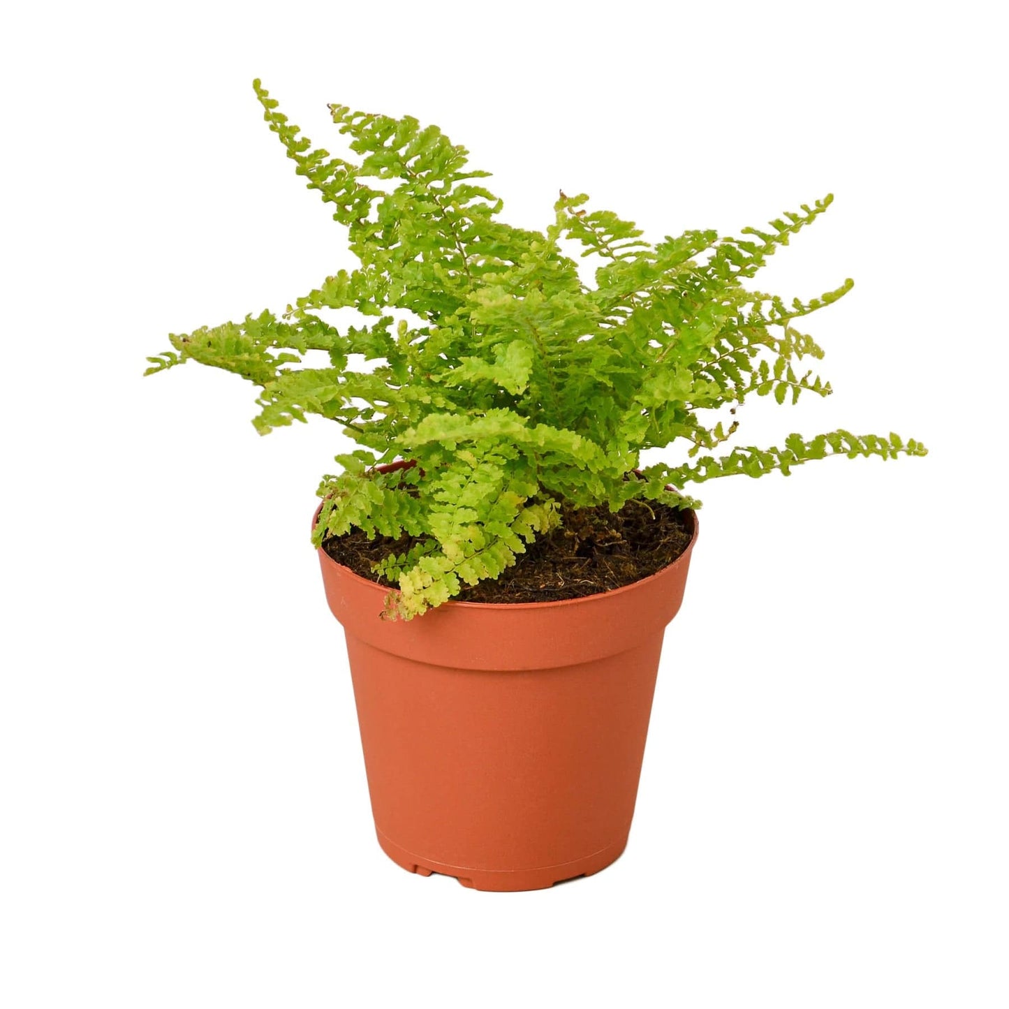 Cotton Candy Fern - Plantonio