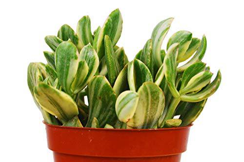 Crassula Ovata 'Variegated Jade' Succulent - 4" Pot - Plantonio