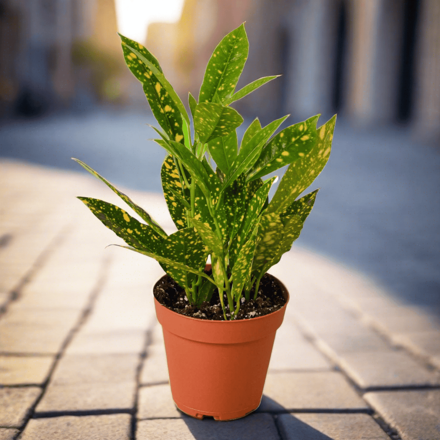 Croton 'Gold Dust' - Plantonio