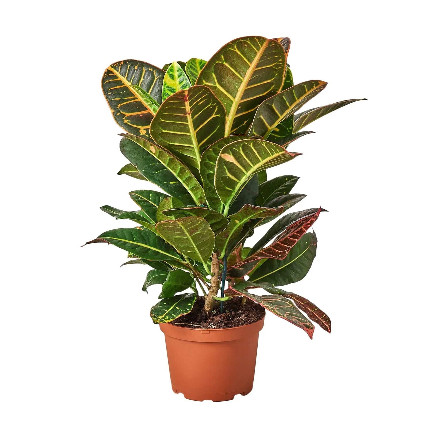 Croton Petra 'Joseph's Coat' - Plantonio