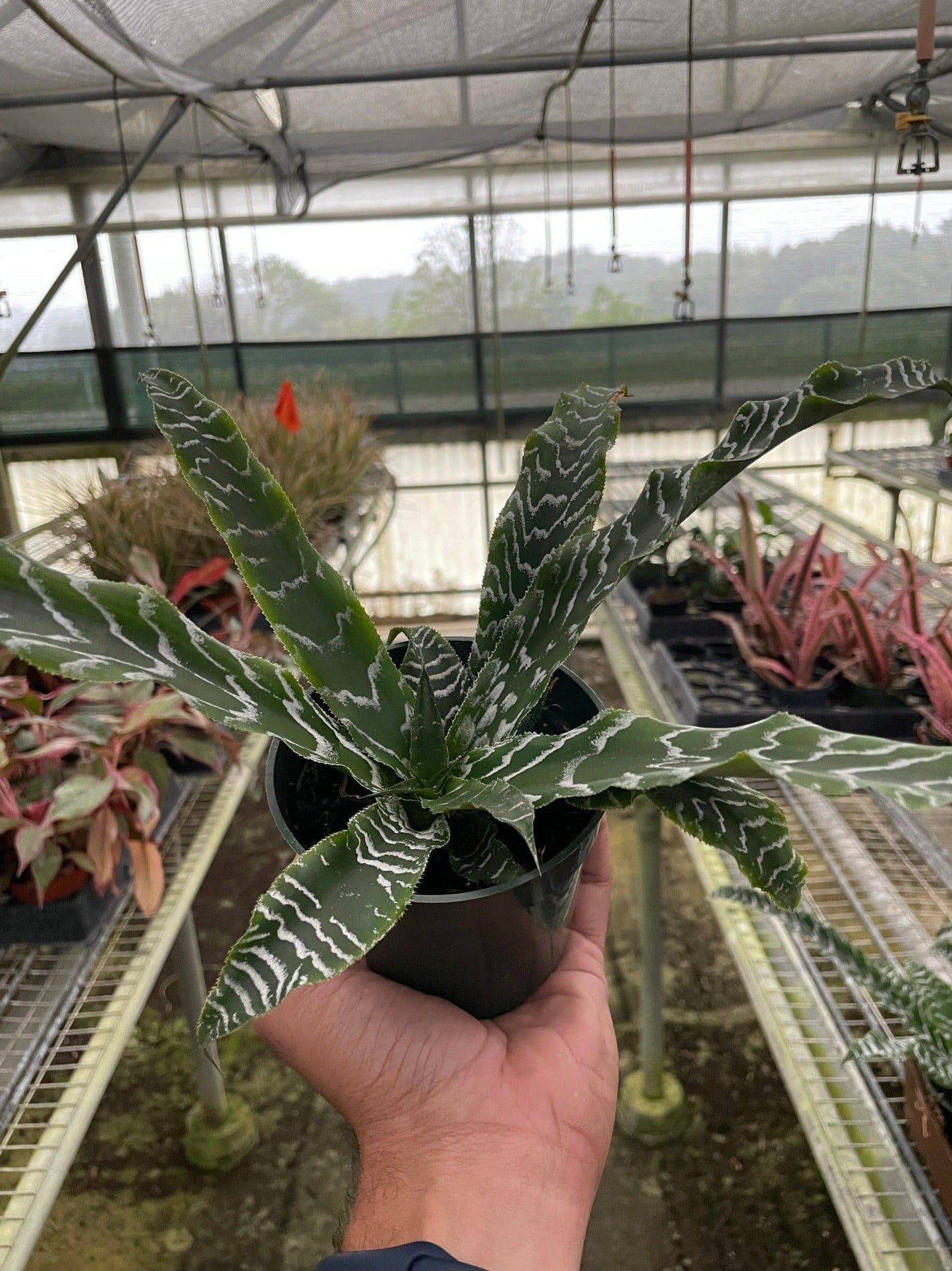 Cryptanthus 'Betty' - Plantonio