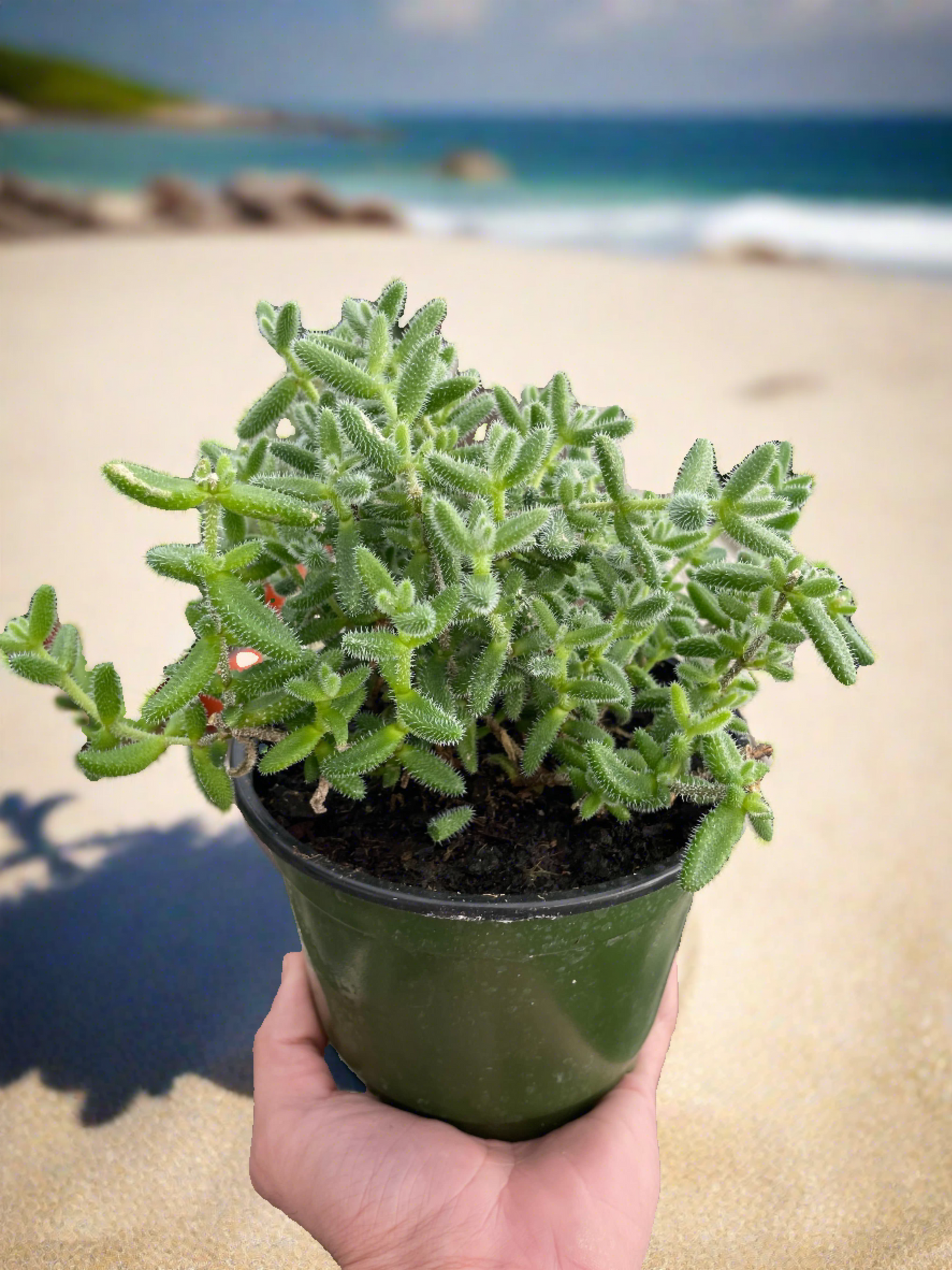 Delosperma echinatum 'Pickle Plant' - Plantonio
