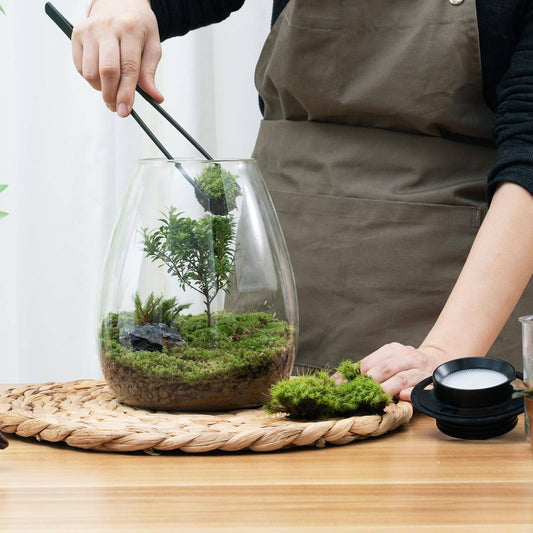 Desktop Glass Plant Terrarium with Grow Light (H:7.8" D:6.7"), for Succulent, Moss, Miniature Gardening Landscape, Betta Fish Tank, Indoor Plant Growth, Office Home Decoration, Plant Lovers Gifts - Plantonio