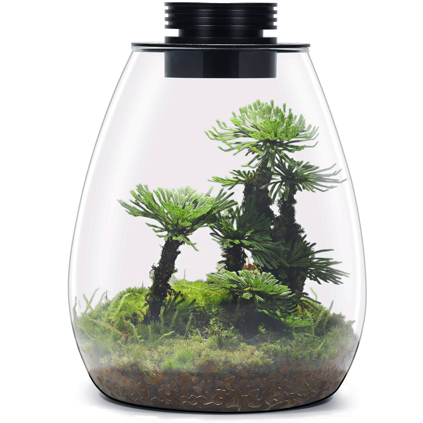Desktop Glass Plant Terrarium with Grow Light (H:7.8" D:6.7"), for Succulent, Moss, Miniature Gardening Landscape, Betta Fish Tank, Indoor Plant Growth, Office Home Decoration, Plant Lovers Gifts - Plantonio