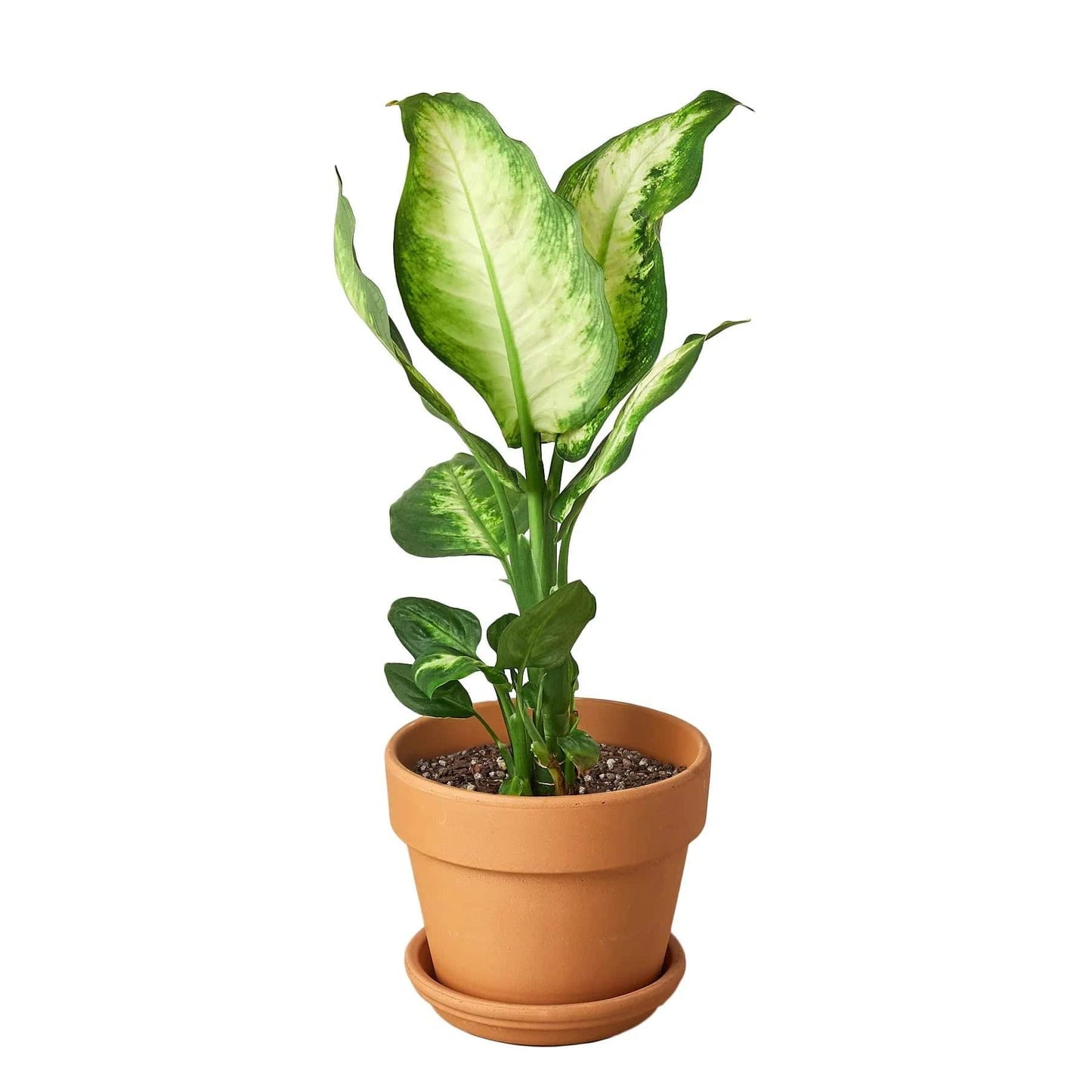 Dieffenbachia Camille - Plantonio
