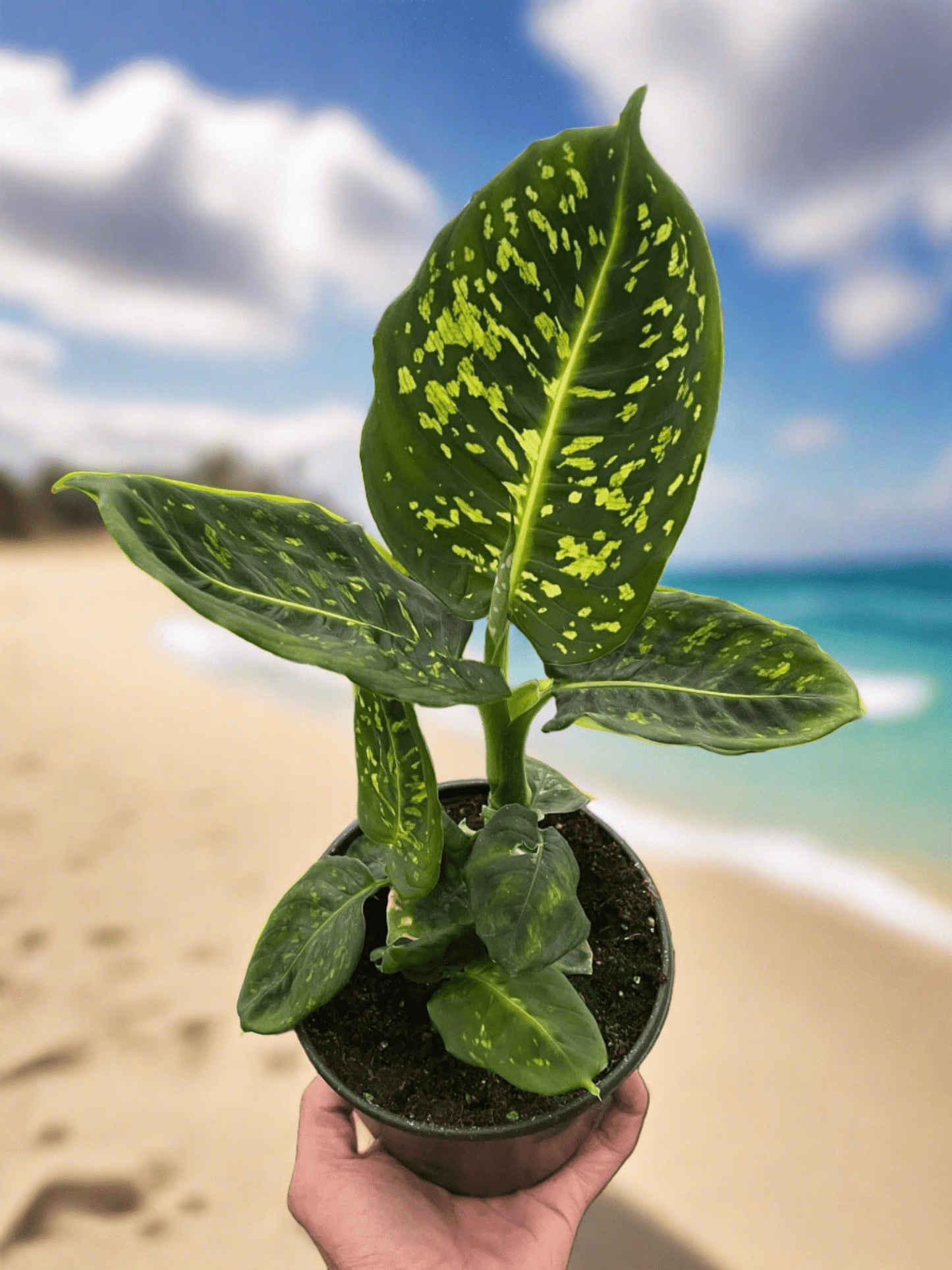 Dieffenbachia 'Reflector' - Plantonio
