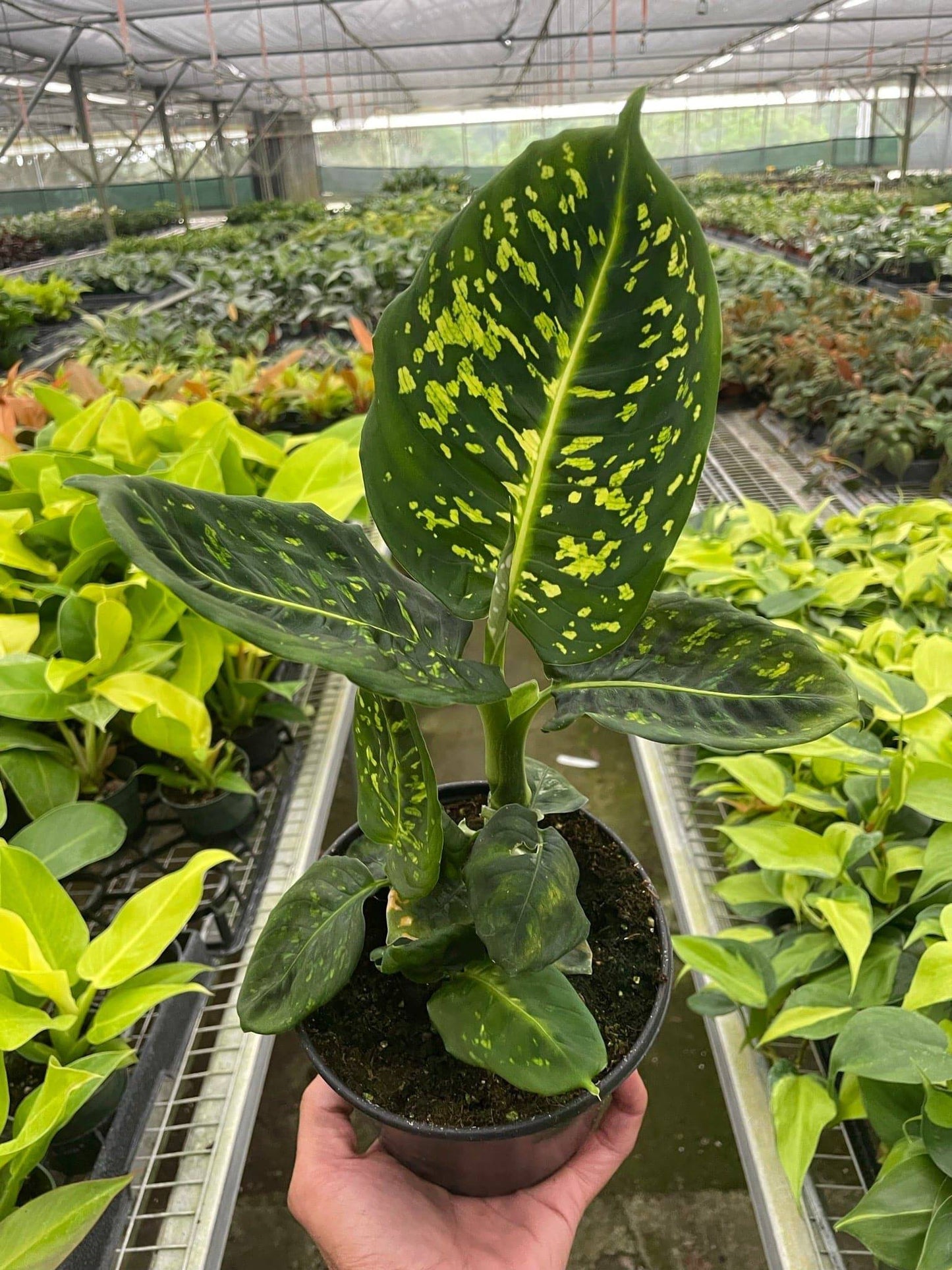 Dieffenbachia 'Reflector' - Plantonio
