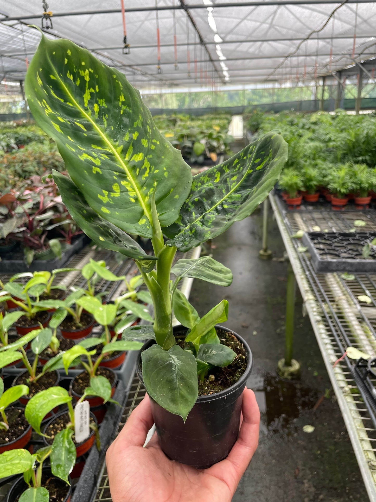 Dieffenbachia 'Reflector' - Plantonio