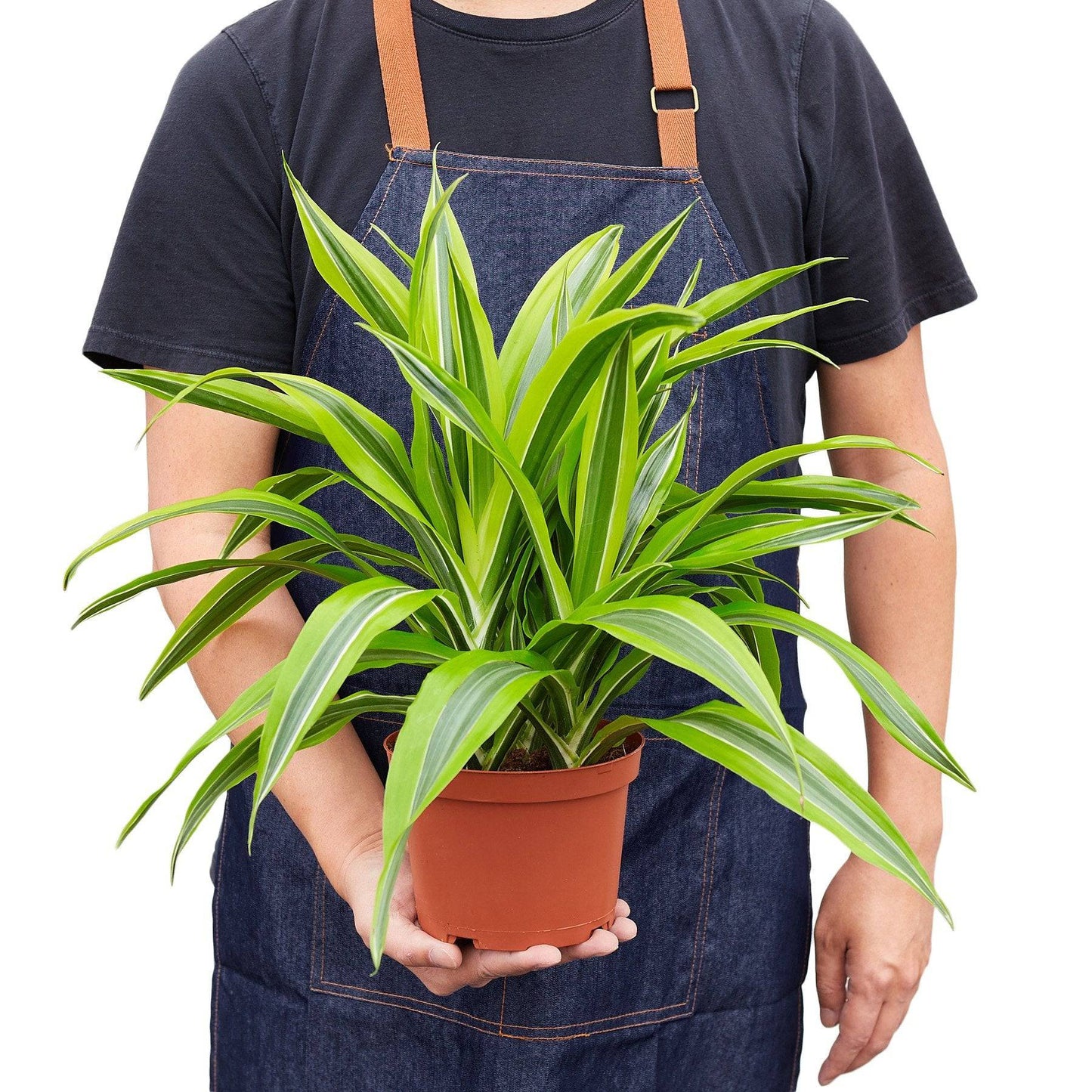 Dracaena Deremensis 'Lemon Surprise' - Plantonio