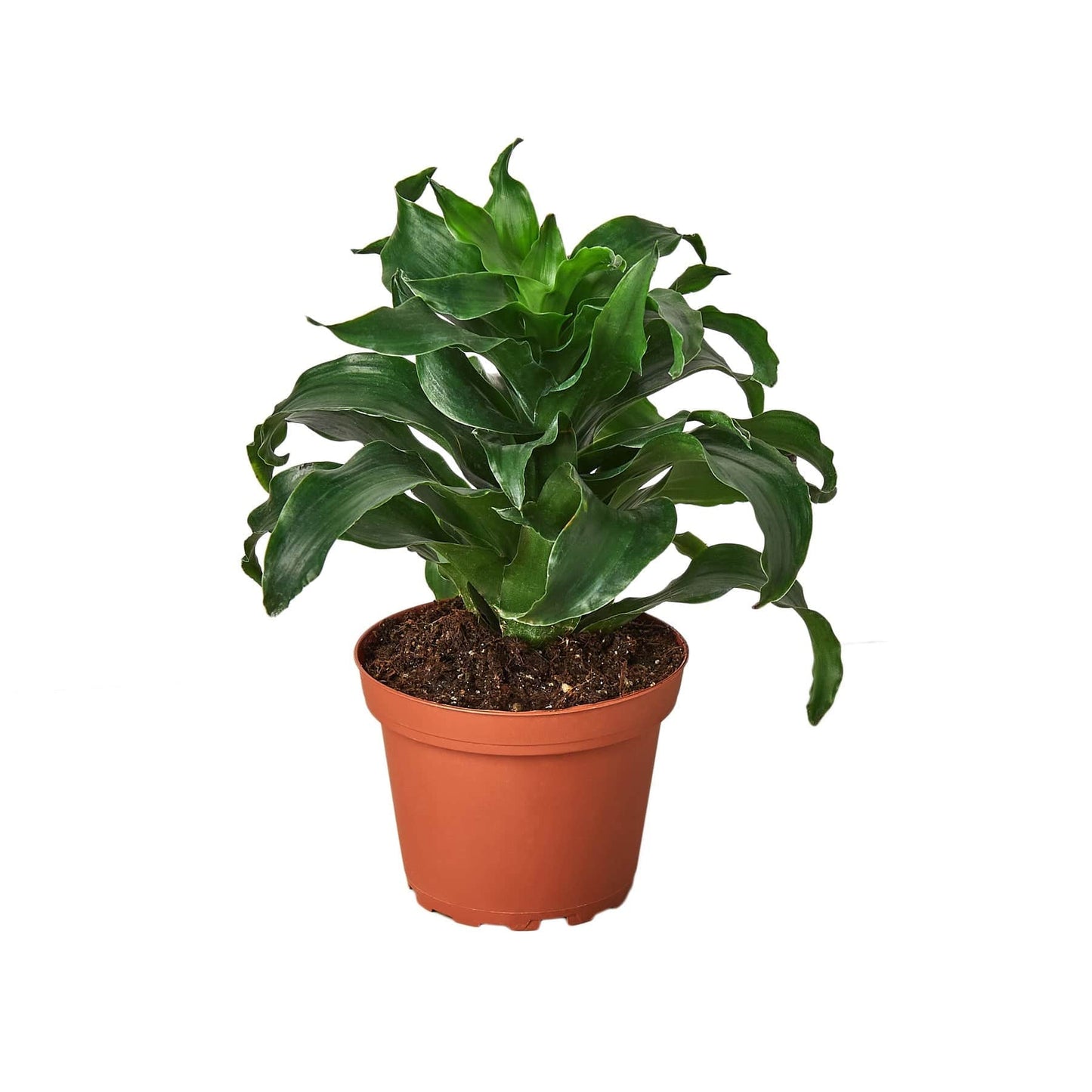 Dracaena 'Dragon Tree Twister' - 4" Pot - Plantonio