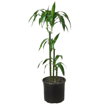 Dracaena 'Elegance' - 10" Pot - Plantonio