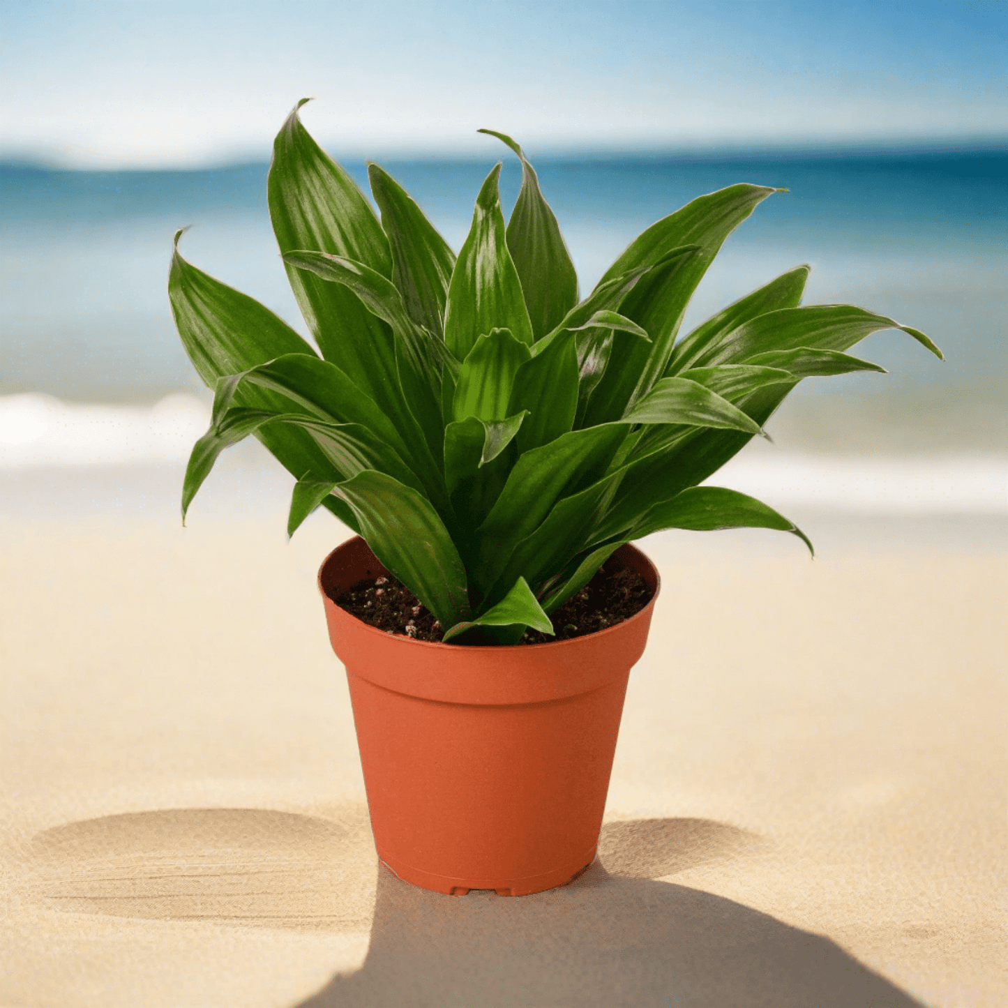 Dracaena 'Janet Craig' - 4" Pot - NURSERY POT ONLY - Plantonio