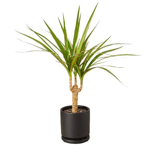 Dracaena Marginata Cane - Plantonio