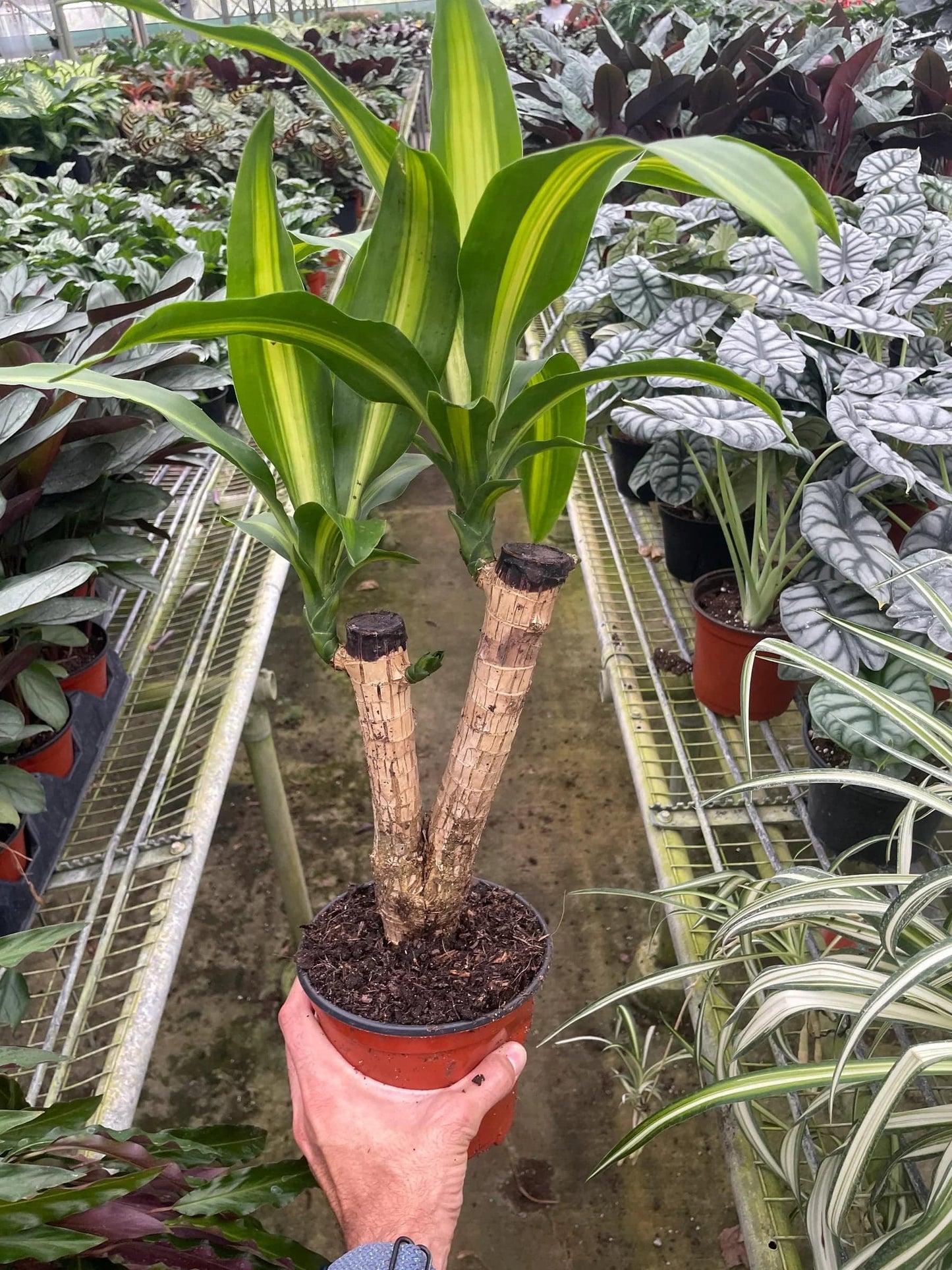 Dracaena Massangeana - Plantonio