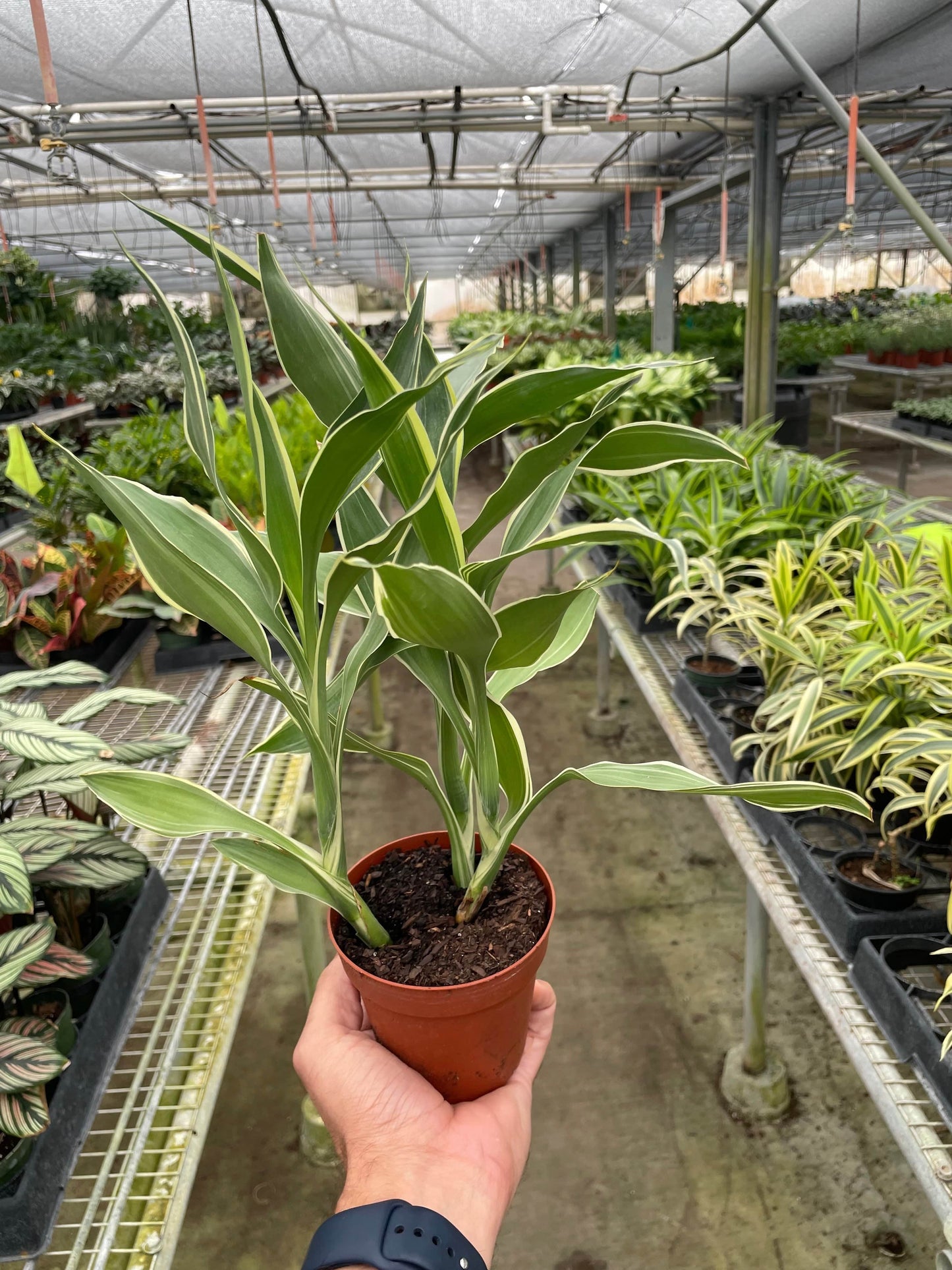 Dracaena 'Sanderiana' - Plantonio