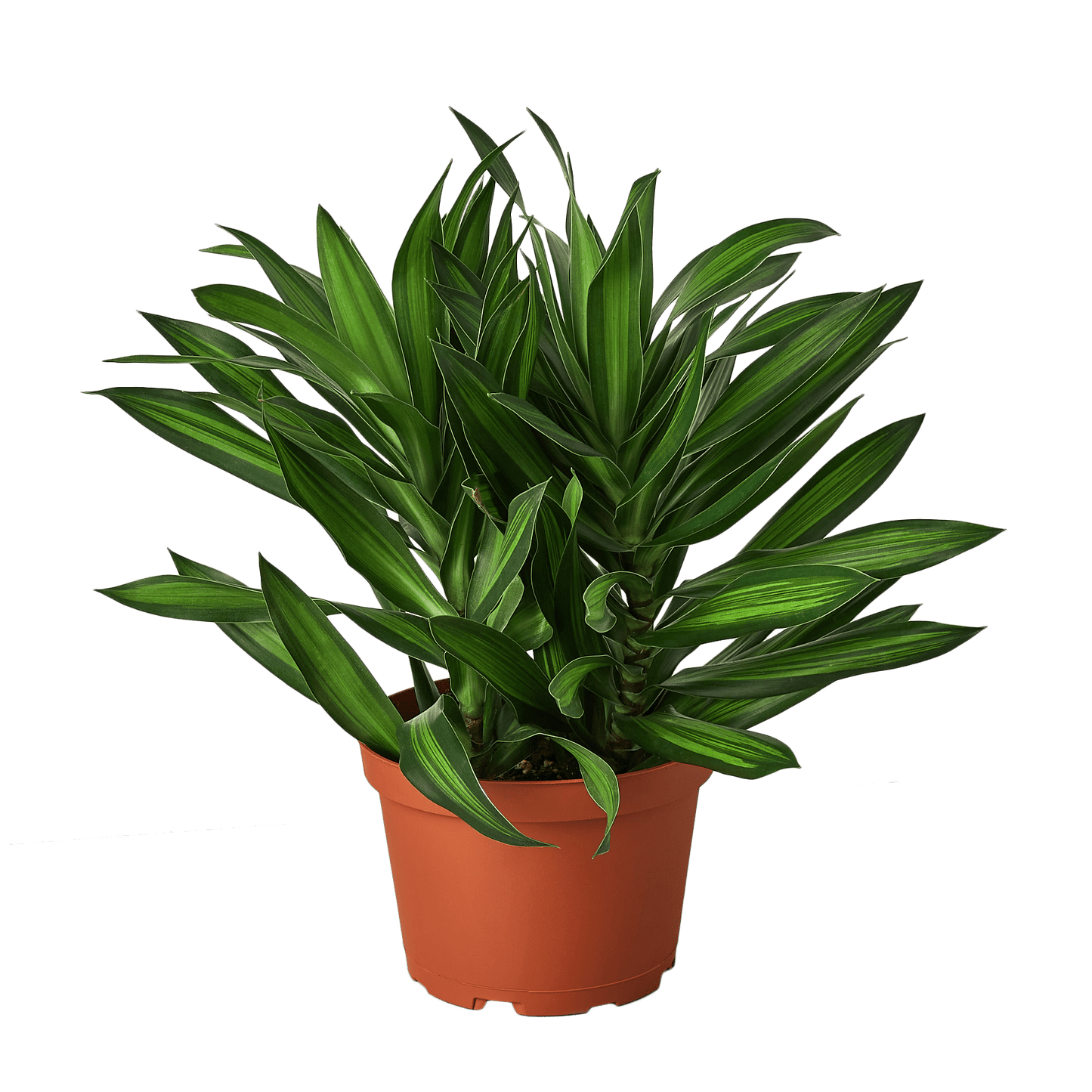 Dracaena 'Song of Jamaica' - Plantonio