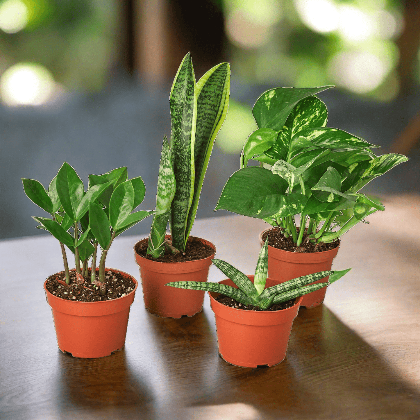 Easy Care Variety Bundle - Plantonio