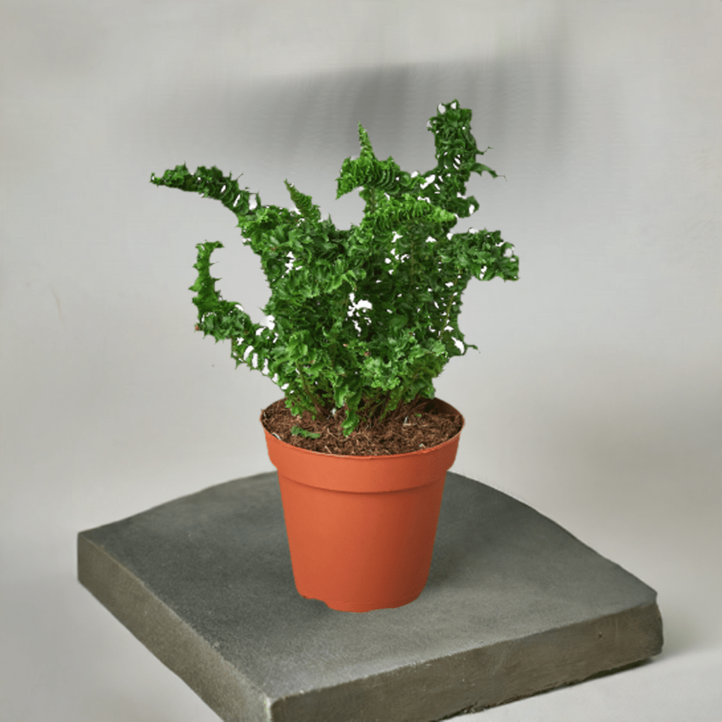 'Emina' Fern - 4" Pot - Plantonio
