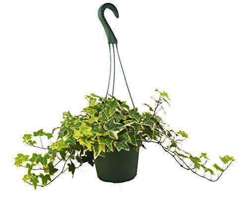 English Ivy Gold Child - Plantonio