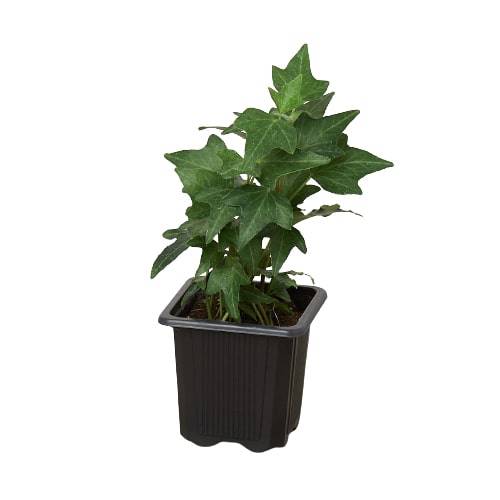 English Ivy Green California - Plantonio